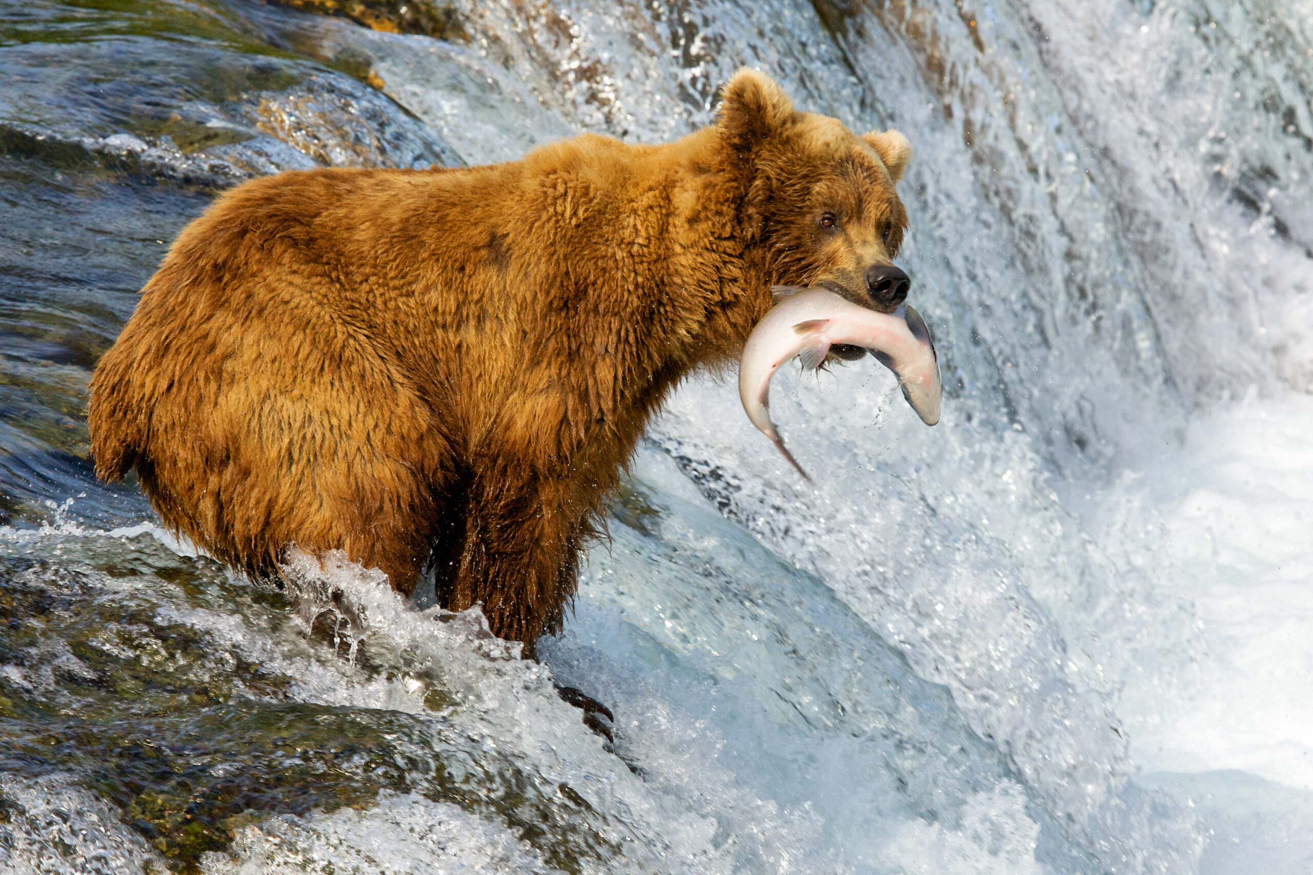 Brown Bear Catching Salmon at Waterfall A large brown bear stands in shallow water near a rocky waterfall, successfully catching a salmon in its mouth. The bear's thick fur is wet from the water, and the scene captures a dramatic moment of wildlife predation in a natural river environment.