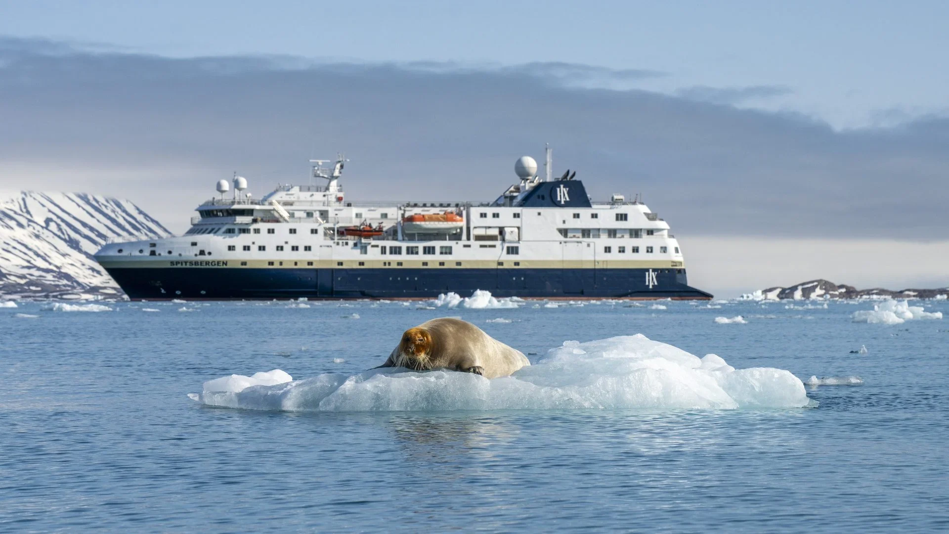 MS Spitsbergen in Arctic Waters with Walrus The expedition cruise ship MS Spitsbergen navigates through icy Arctic waters near Svalbard, with