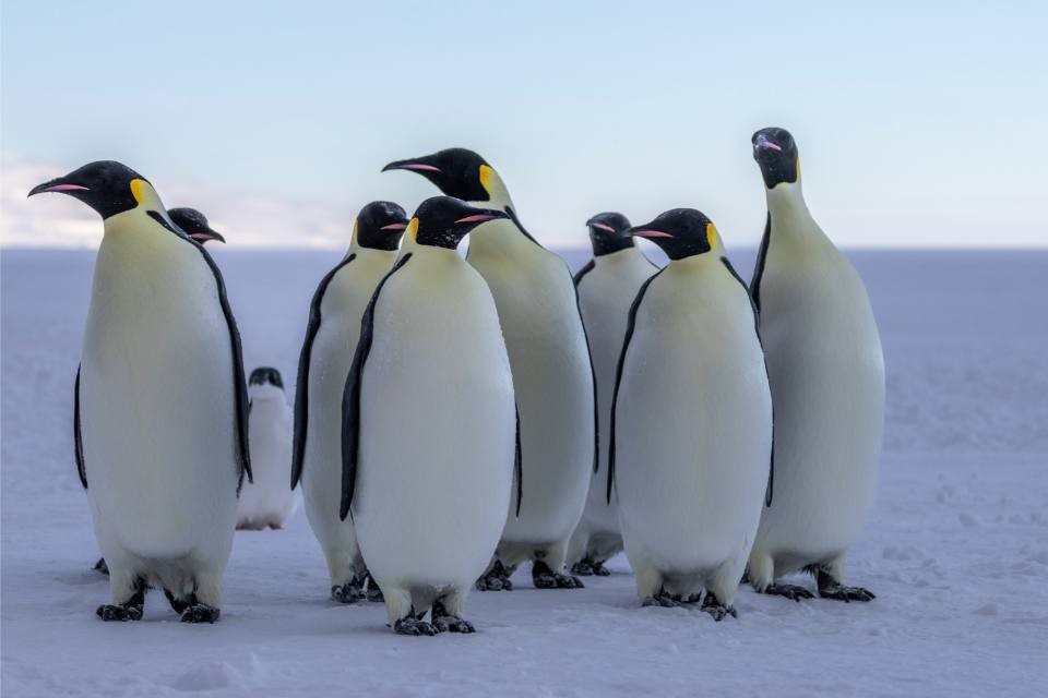 Emperor Penguins on Antarctic Ice A group of adult emperor penguins standing together on pack ice in Antarctica, displaying their