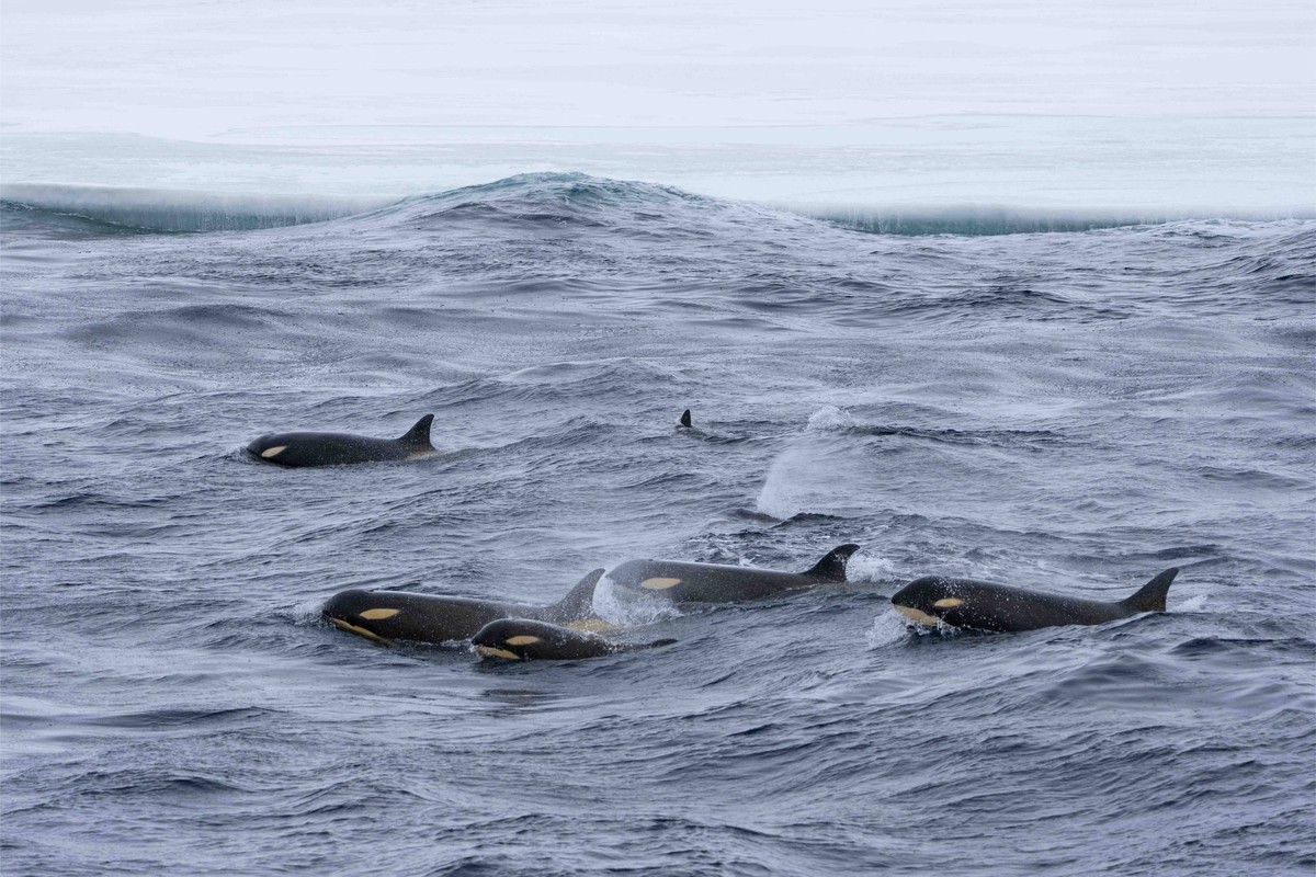 Orca Pod in Arctic Waters A pod of killer whales (orcas) swimming in cold Arctic waters with snow-covered mountains