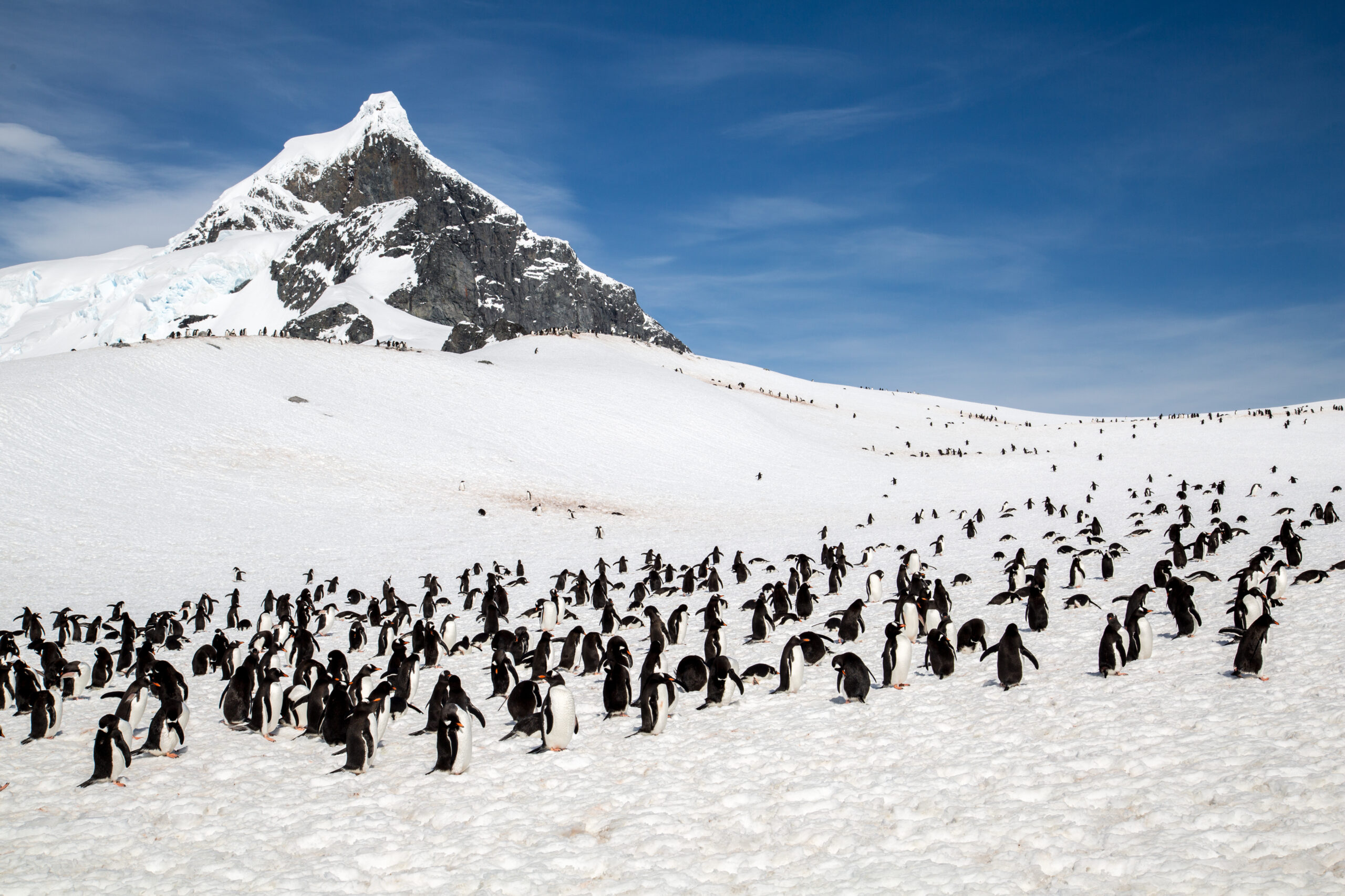 A large colony of Chinstrap or Adélie penguins scattered across a vast expanse of pristine snow