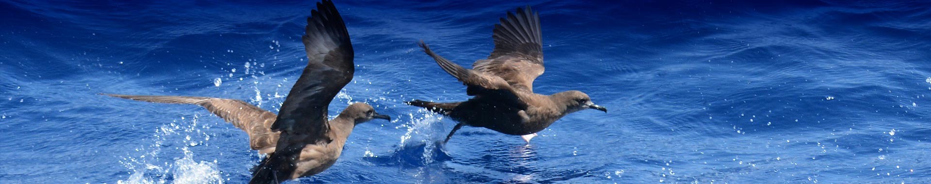 Seabirds Taking Flight Over Ocean Waters Two large seabirds, likely petrels or shearwaters, are captured in dynamic flight as they launch