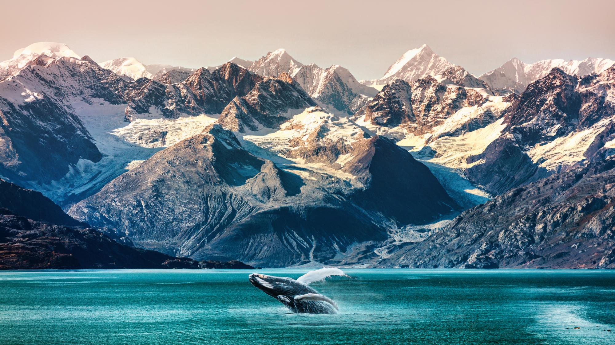 Whale Breaching in Glacier Bay A humpback whale breaches in stunning turquoise waters with snow-capped mountains, glaciers, and dramatic peaks in the background, capturing the pristine natural beauty of Alaska's coastal wilderness.