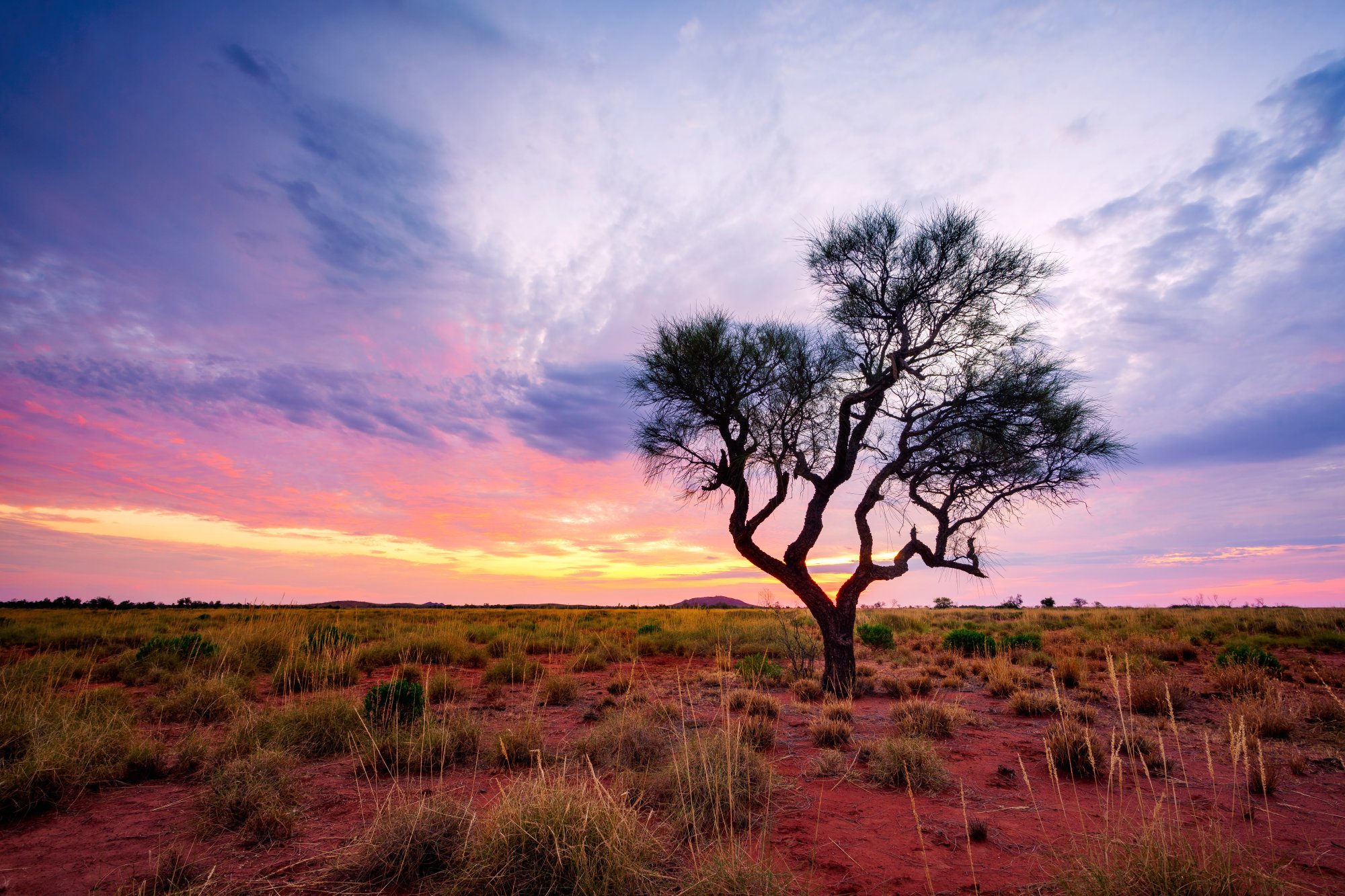 Acacia Tree at Sunset in African Savanna A solitary acacia tree silhouetted against a dramatic sunset sky in an expansive African savanna