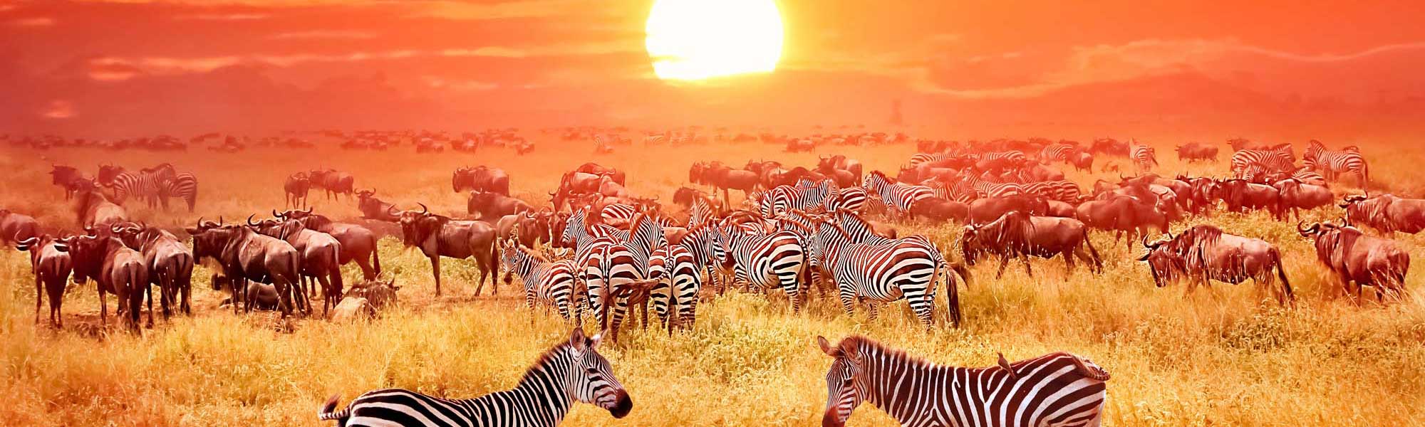 African Safari Sunset with Zebras and Wildebeest A breathtaking African safari scene during golden hour, featuring a large herd of zebras and wildebeest grazing across the savanna grasslands under a dramatic orange sunset sky. The wildlife migration captures the essence of East African wilderness in its natural habitat.