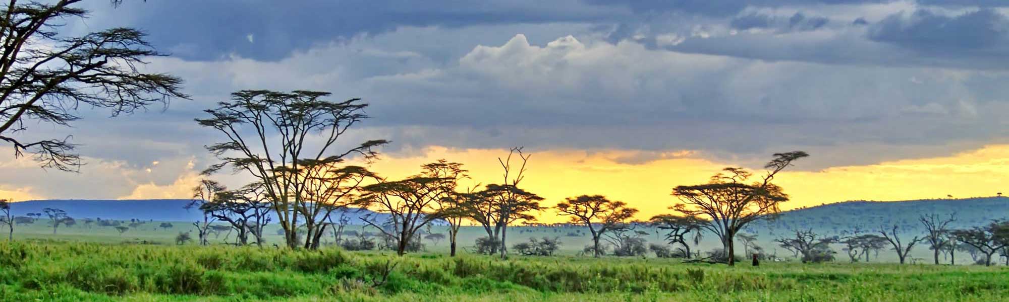 African Savanna Sunset with Acacia Trees A stunning African savanna landscape at sunset, featuring scattered acacia trees silhouetted against a golden and blue sky with white clouds. The vast green grassland stretches to the horizon, capturing the iconic beauty of East African wildlife habitat.