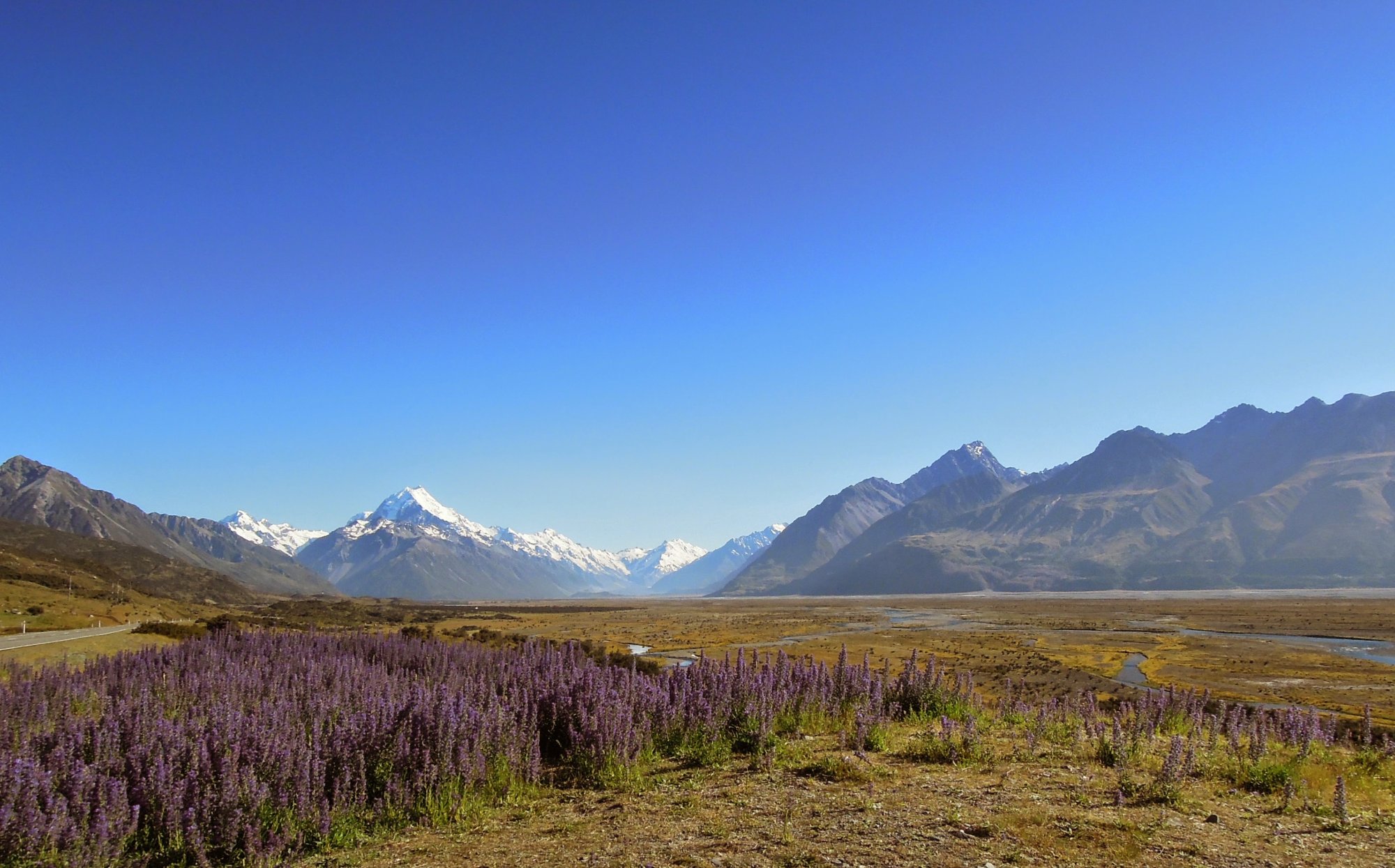 Alpine Valley with Lupine Wildflowers and Snow-Capped Mountains A pristine alpine valley landscape featuring vibrant purple lupine wildflowers in the foreground, a meandering river through a vast meadow, and dramatic snow-capped mountain peaks in the distance under clear blue skies. This scenic vista exemplifies the natural beauty of Alaska's interior wilderness.