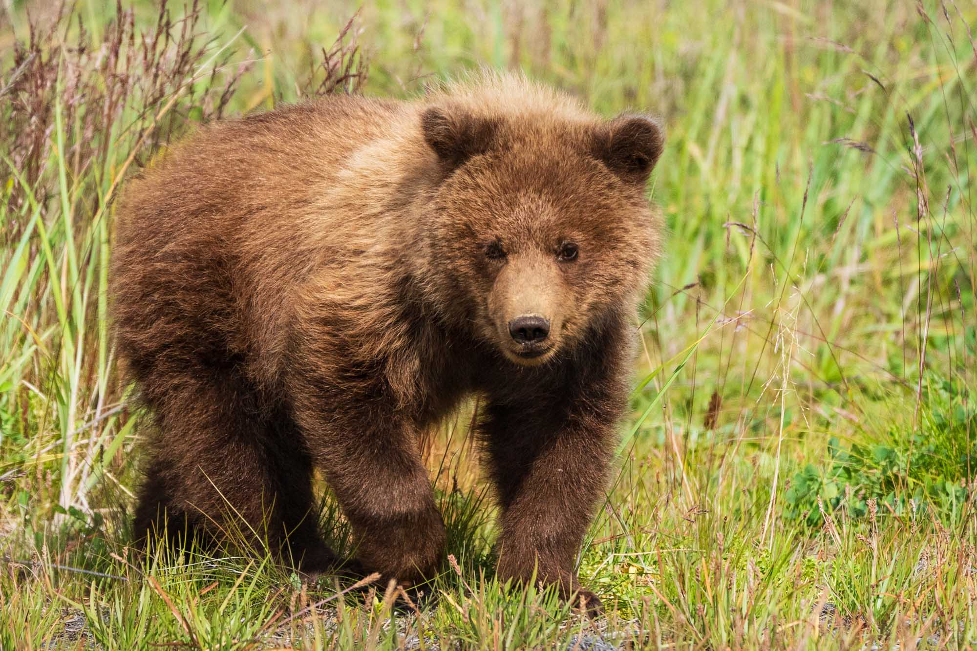 Brown Bear Walking Through Alaskan Wilderness A brown bear walks through tall grasses and vegetation in its natural Alaskan habitat. The bear, with thick brown fur and a distinctive rounded face, moves purposefully through the grassland in what appears to be prime wilderness territory.