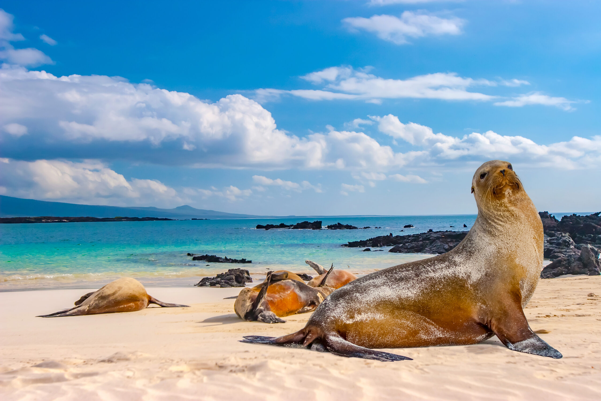 A group of Galápagos sea lions resting on a pristine sandy beach with turquoise waters, black volcanic rocks, and mountains visible across the bay under a bright blue sky with white clouds.