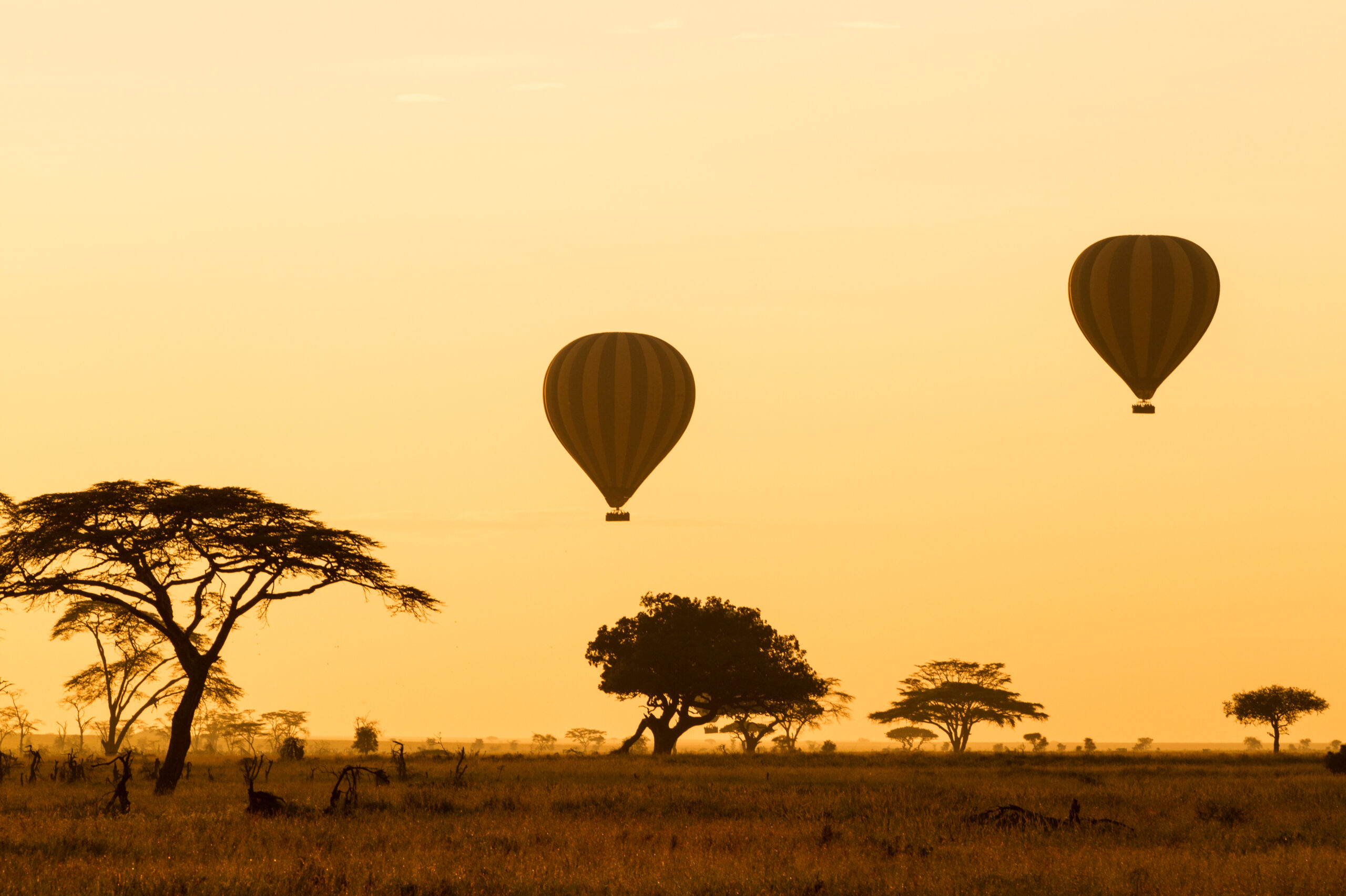 Hot Air Balloons Over African Savanna at Sunrise Two hot air balloons float peacefully above the golden African savanna landscape during sunrise