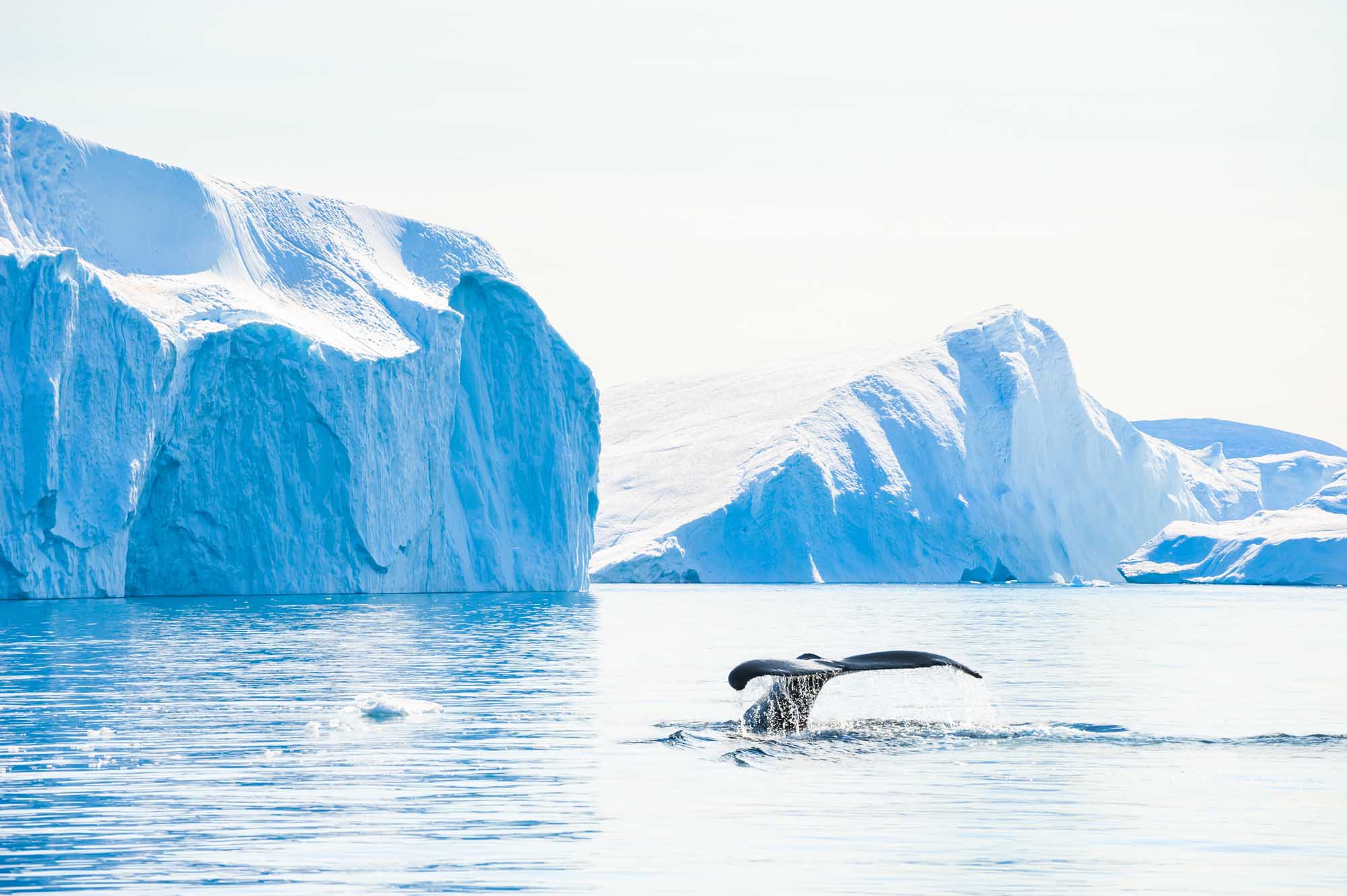 Humpback Whale Diving Near Arctic Icebergs A dramatic arctic scene featuring a humpback whale diving with its tail flukes raised above