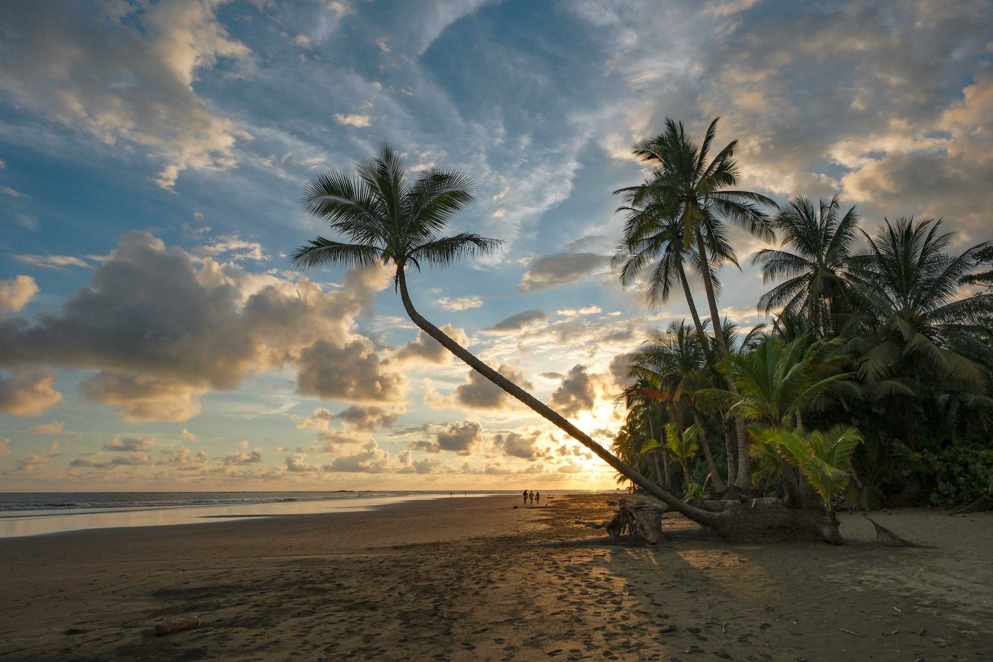 Leaning Palm Tree at Uvita Beach Sunset A scenic tropical beach landscape featuring an iconic leaning palm tree silhouetted against a dramatic golden sunset sky, with pristine sandy shores and calm ocean waters in Marino Ballena National Park, Costa Rica.