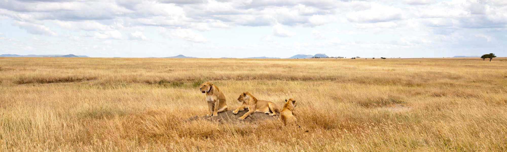 Lion Pride in African Savanna A pride of lions rests in the golden grassland of the African savanna, with a lioness and cubs visible among the dry grass under a partly cloudy sky. The vast, flat landscape extends to distant hills and sparse vegetation, characteristic of East African wildlife habitat.