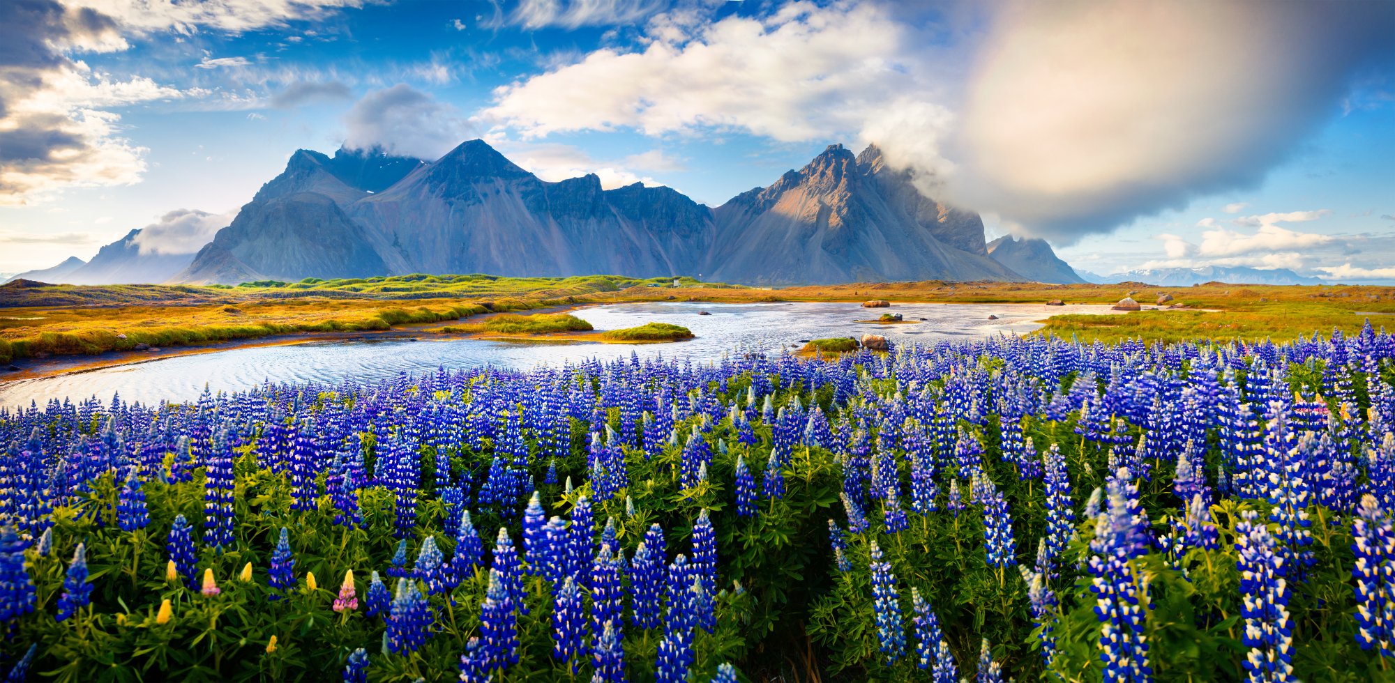 Lupine Flowers and Mountain Valley in Iceland A stunning Icelandic landscape featuring vast fields of vibrant blue lupine flowers in