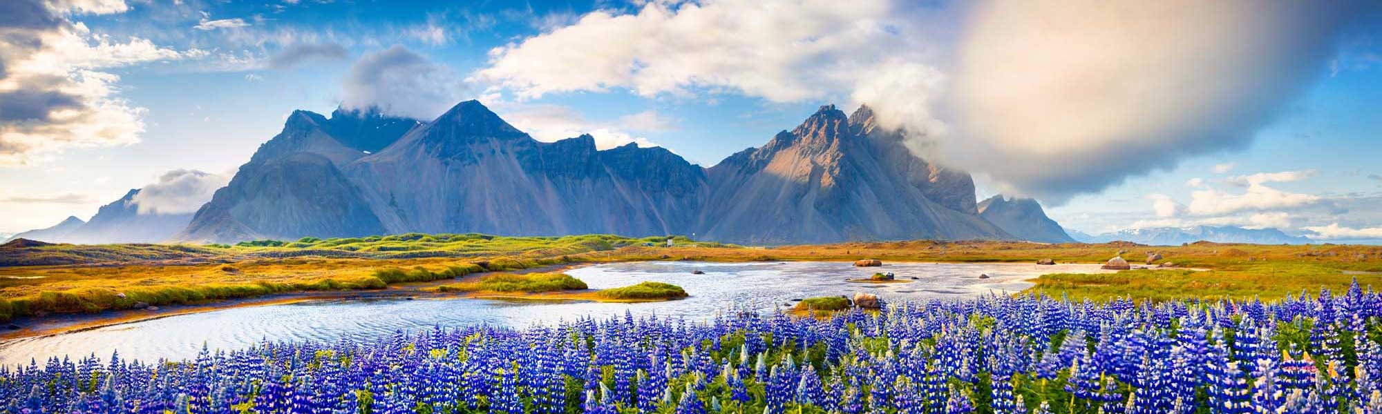 Lupine Flowers at Stokksnes Mountain, Iceland A stunning landscape featuring vibrant purple lupine flowers blooming in the foreground across an Icelandic valley, with the dramatic peaks of Stokksnes mountain rising majestically in the background under a partly cloudy sky. Winding rivers and lush green tundra complete this iconic Nordic wilderness scene.