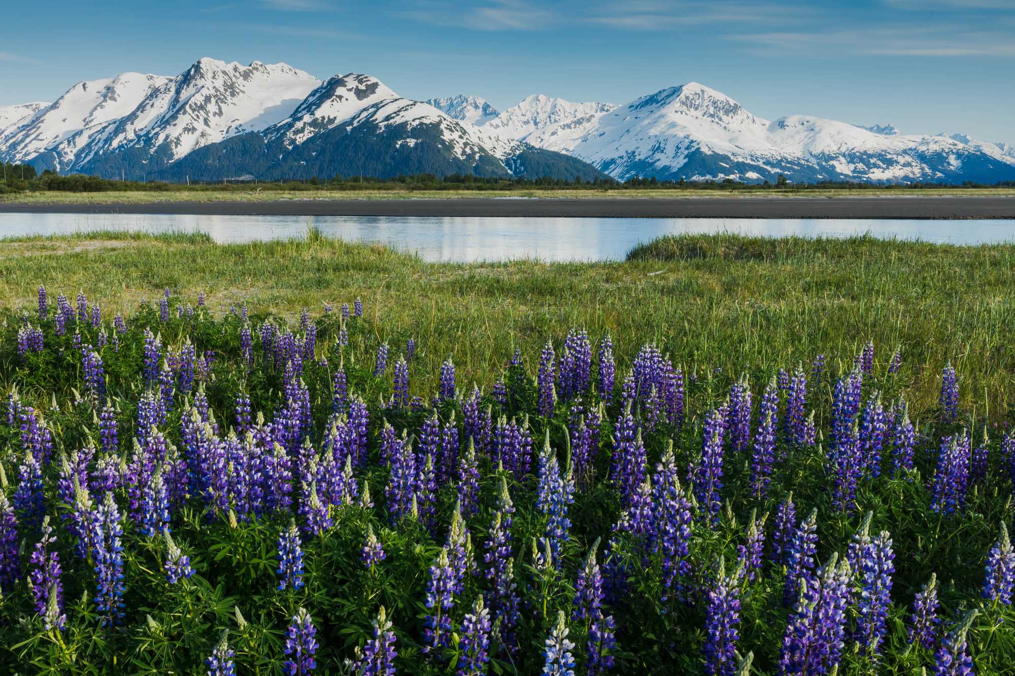 Lupine Flowers at Twentymile River, Alaska A stunning scenic landscape featuring vibrant purple lupine flowers blooming in the foreground along the Twentymile River in Portage, Alaska, with snow-capped mountain peaks and dense coniferous forests reflected in the calm waters under a clear blue sky.