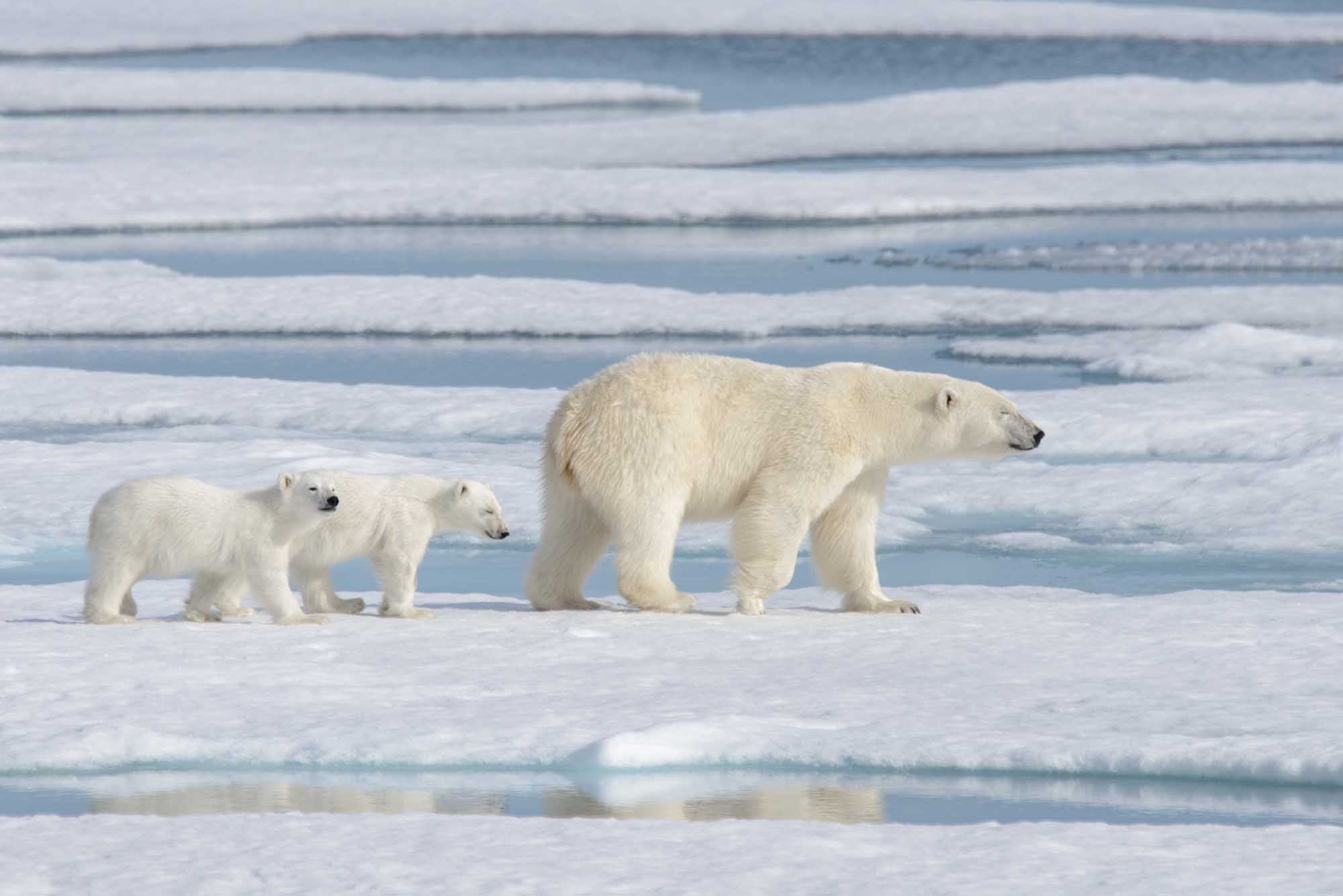 Polar Bear Mother and Cubs on Pack Ice A wild polar bear mother walks across Arctic pack ice alongside her two cubs in their natural habitat. The image captures this iconic Arctic family navigating the frozen landscape with open water channels visible in the background.