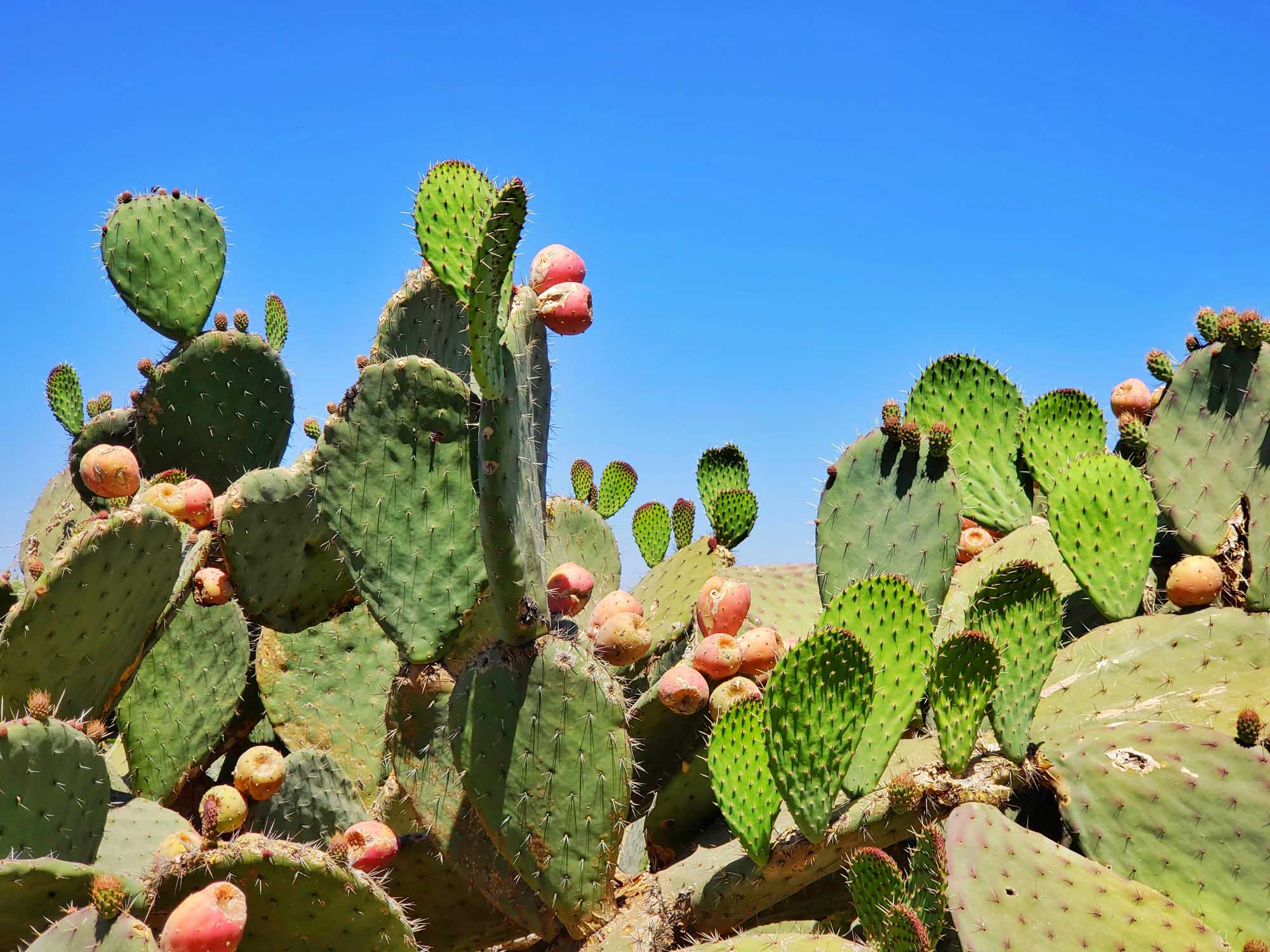 Prickly Pear Cactus with Ripe Fruit A vibrant desert landscape featuring dense clusters of prickly pear cacti (Opuntia) with bright reddish-orange fruits against a clear blue sky. The image showcases multiple mature plants with characteristic flat, paddle-shaped green stems covered in fine spines, highlighting a typical arid Mediterranean or North African environment.
