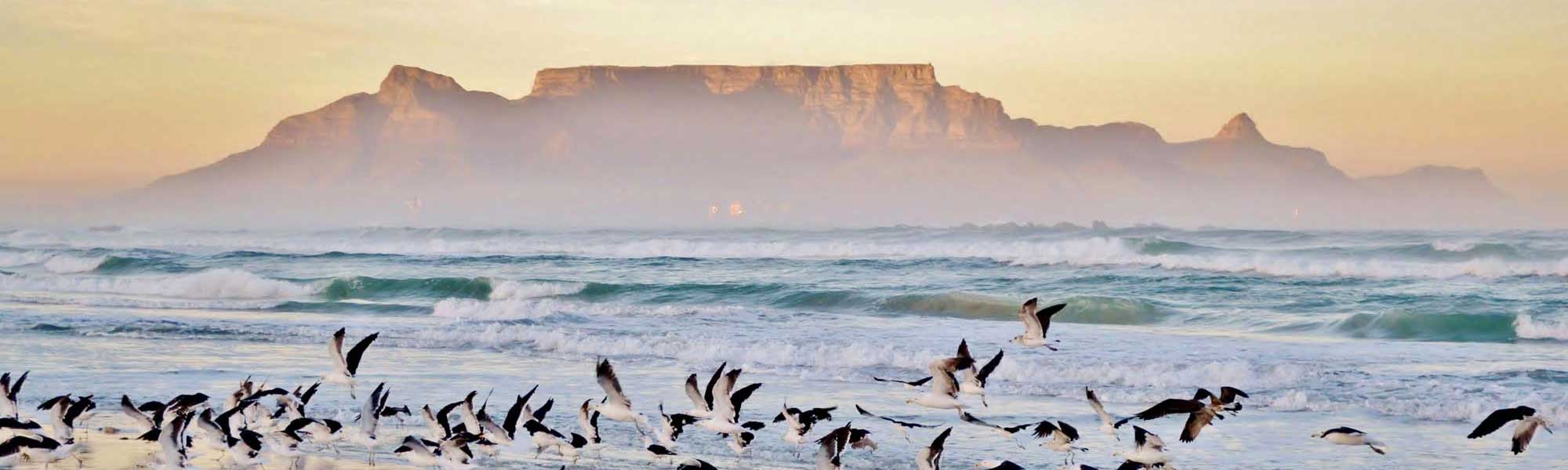 Table Mountain at Sunrise with Seabirds A serene coastal scene at dawn featuring Table Mountain silhouetted against a golden sky, with waves rolling onto the beach and a flock of seabirds in flight across the foreground. The iconic flat-topped mountain is shrouded in soft morning mist, creating a dreamy atmosphere typical of Cape Town's dramatic landscape.