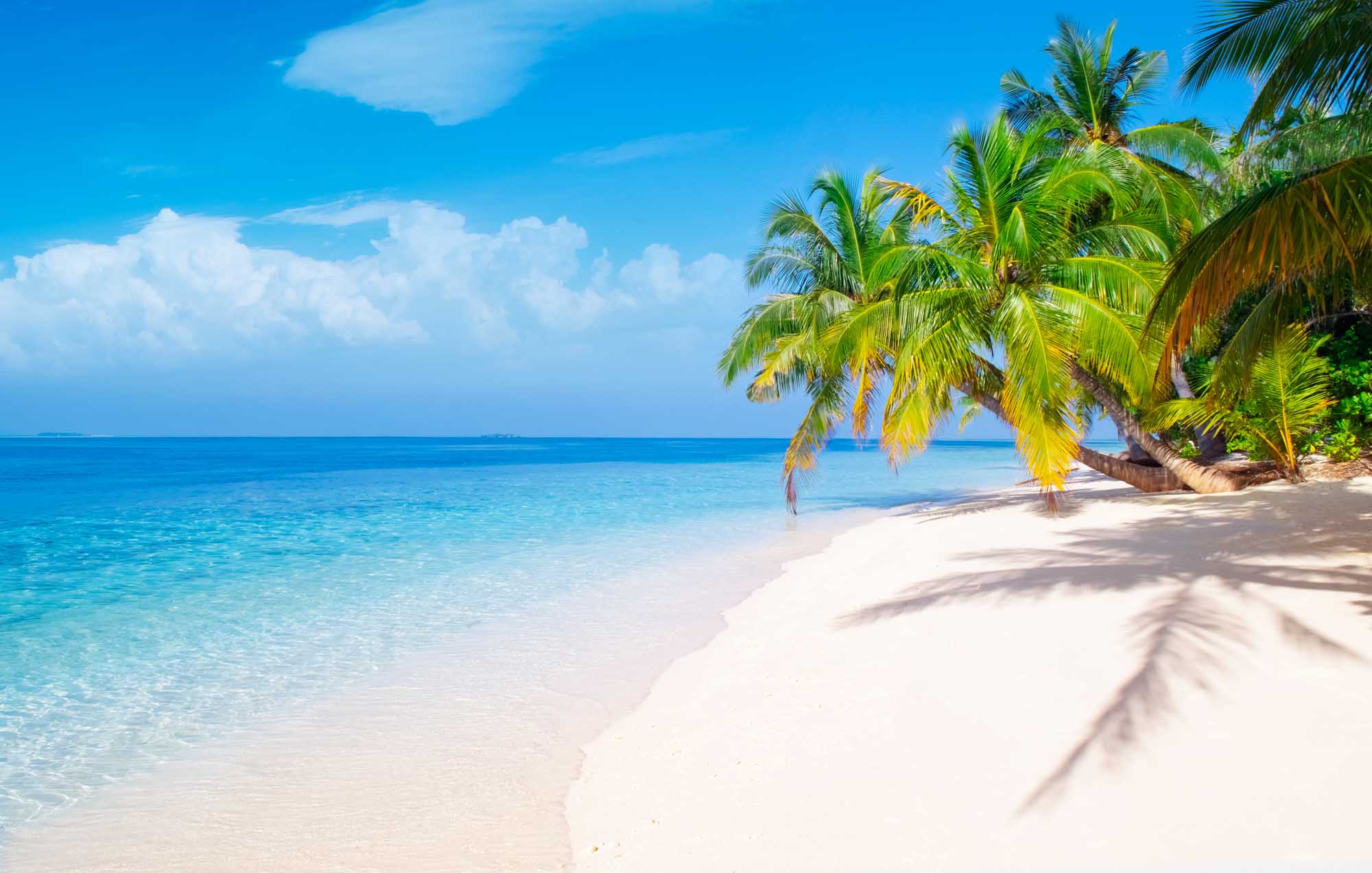 Tropical Beach with Palm Trees and Clear Waters A pristine tropical beach featuring powdery white sand, crystal-clear turquoise waters, and lush palm trees casting shadows across the shoreline. The scene captures a perfect idyllic island destination under a bright blue sky with scattered white clouds, ideal for beach relaxation and water activities.