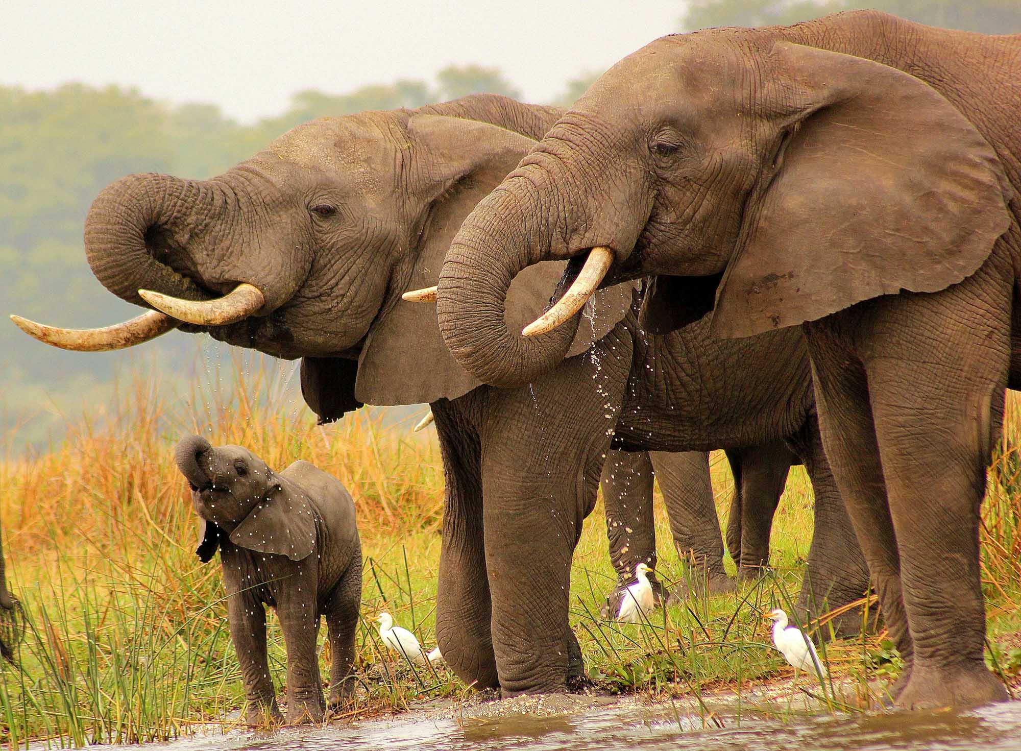 African Elephants at Watering Hole with Calf A family group of African elephants gathers at a shallow watering hole in their natural habitat
