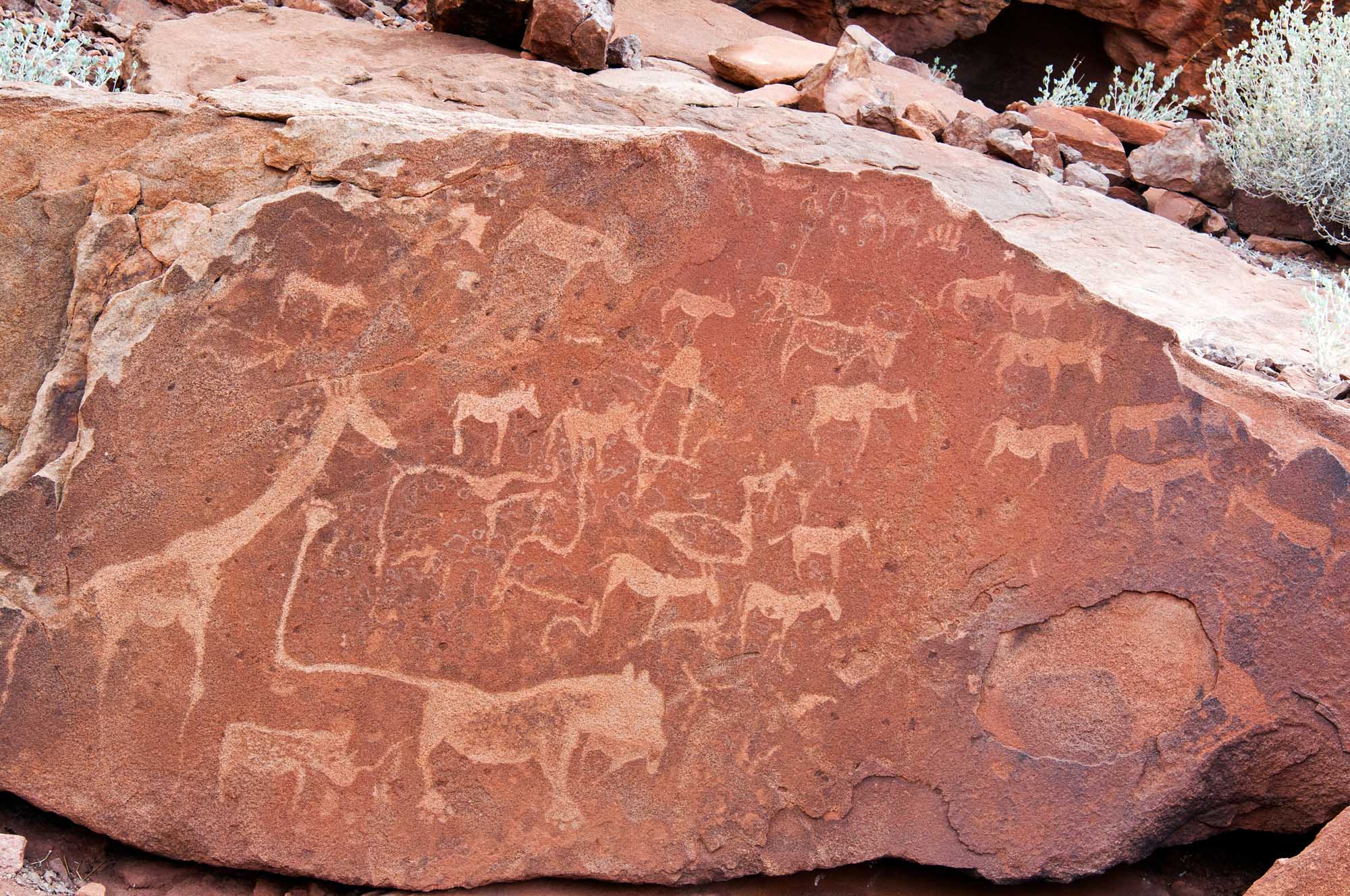 Ancient Rock Paintings at Twyfelfontein, Damaraland A detailed view of ancient petroglyphs and rock engravings carved into reddish-brown stone