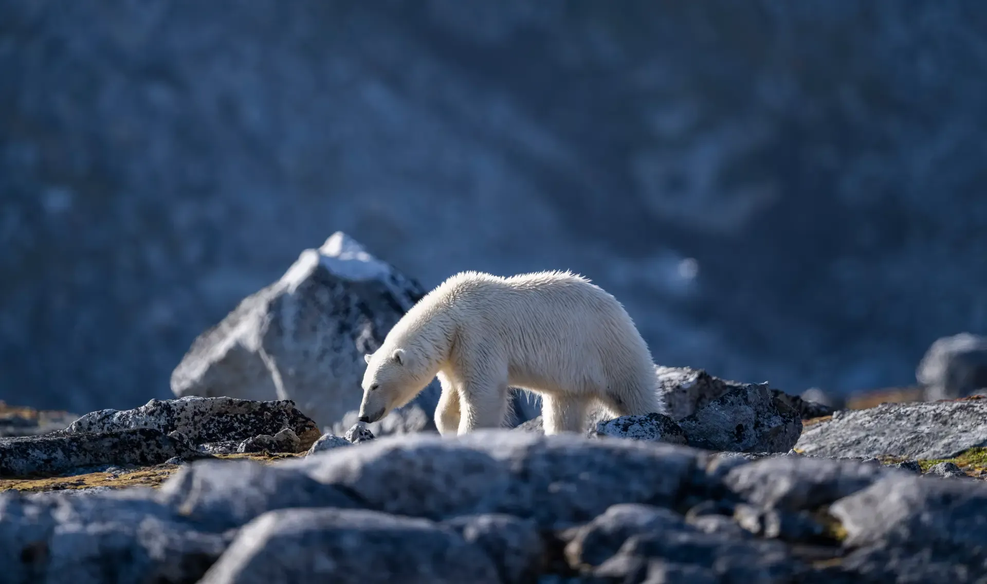 Arctic Polar Bear on Rocky Terrain A white polar bear walks across rocky Arctic terrain with snow-capped mountains visible in