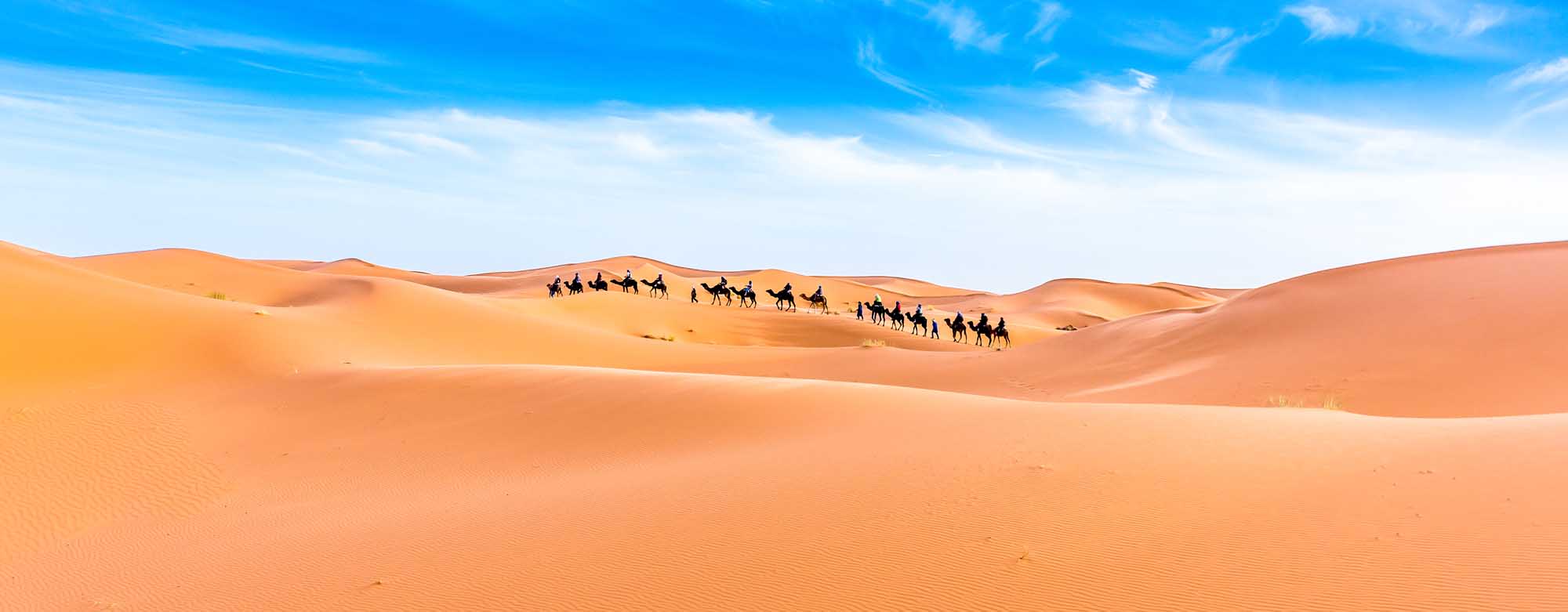 Camel Caravan in Merzouga Sahara Desert A scenic view of a camel caravan trekking across the golden sand dunes of the Merzouga region