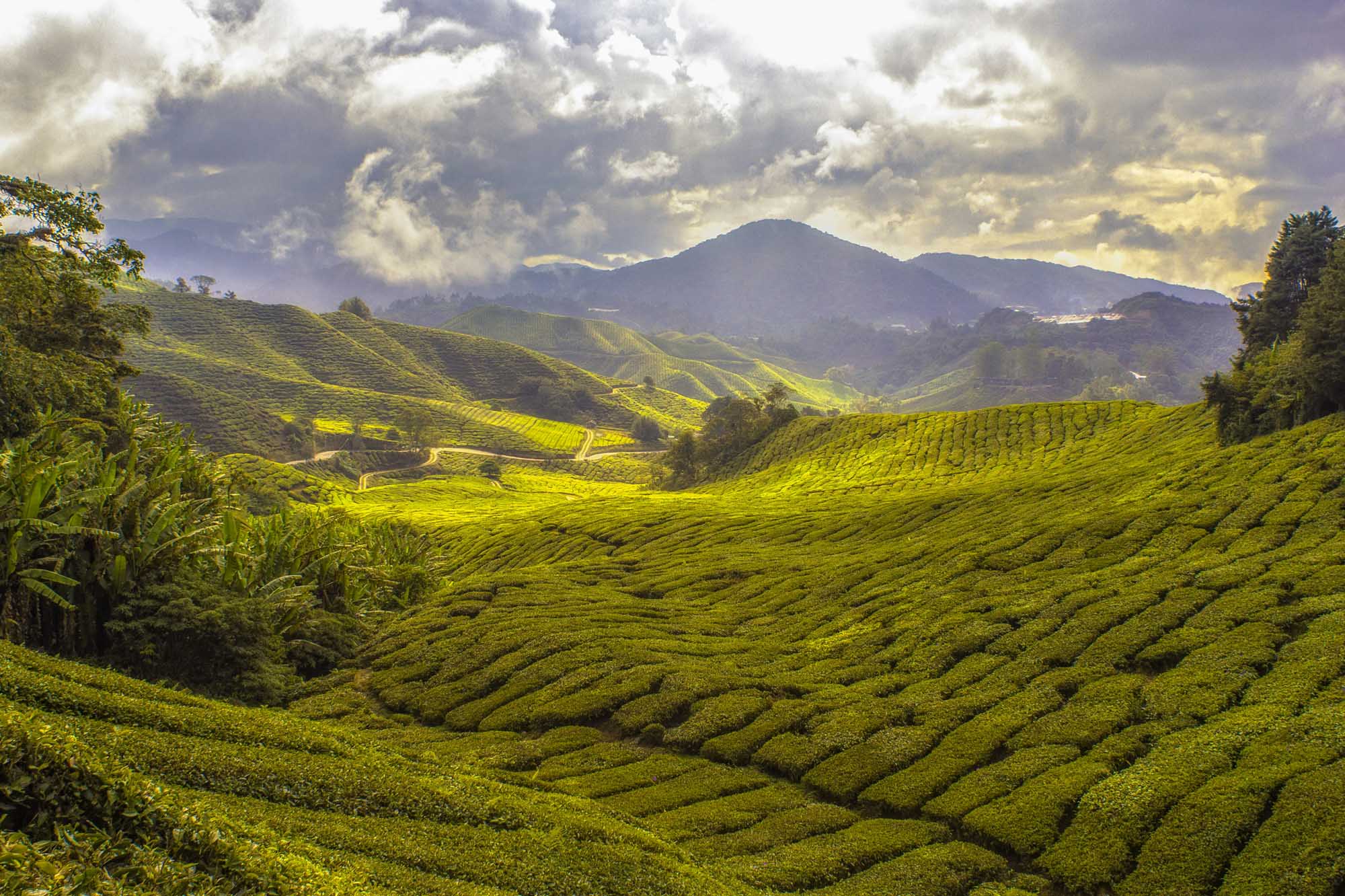 Expansive rolling green tea plantations cascade across verdant hillsides in Malaysia's Cameron