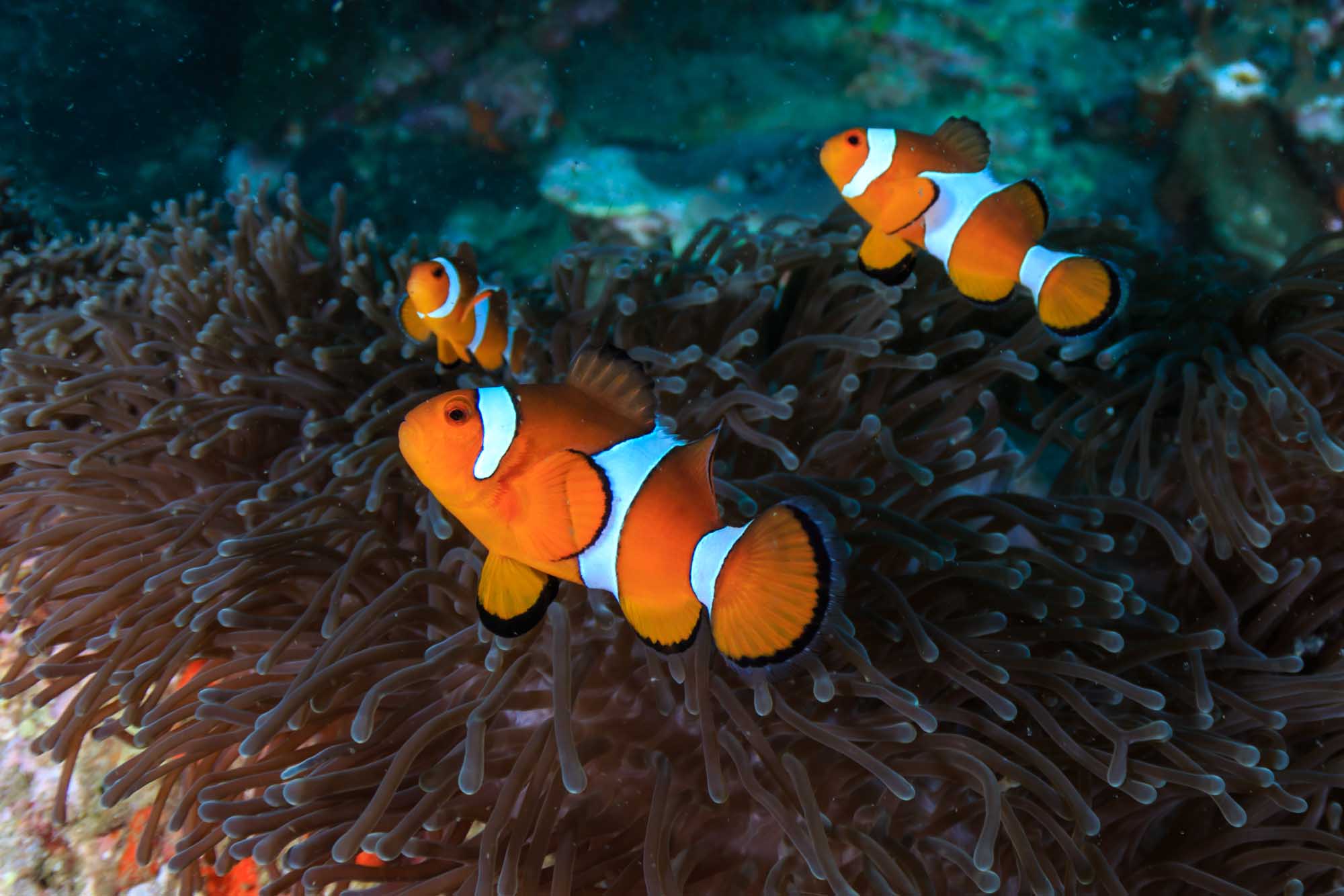 Clownfish Family on Coral Reef A vibrant underwater scene featuring a family of orange and white clownfish swimming among