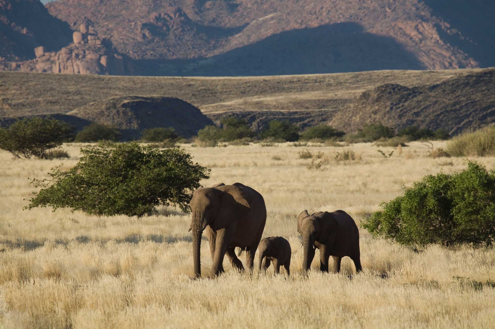 Desert Elephant Family in Damaraland A mother desert elephant walks alongside her calf through the arid landscape of Damaraland's