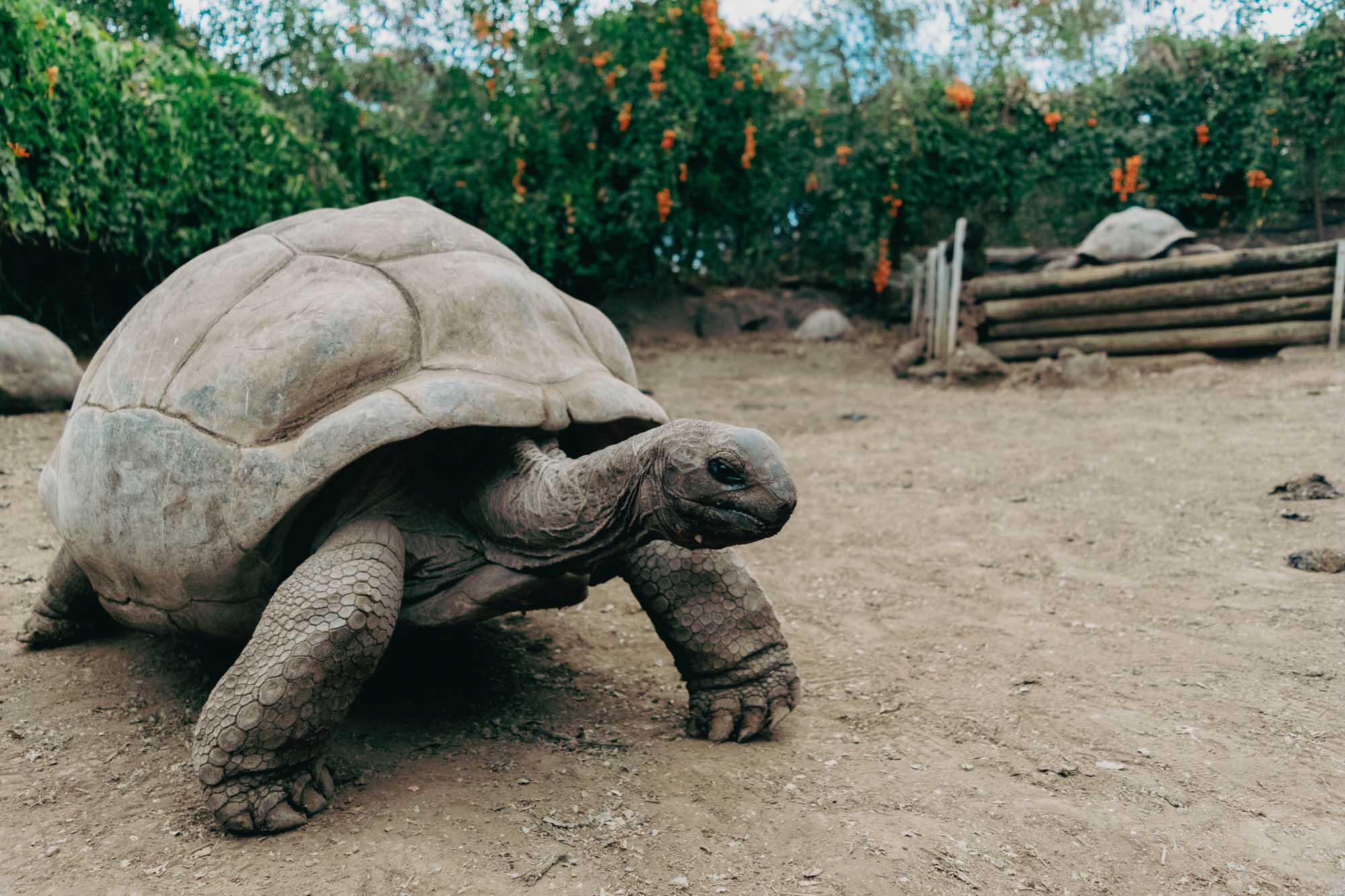 Giant Tortoise in Natural Habitat A large Galápagos giant tortoise slowly traverses sandy terrain in an enclosure surrounded by lush