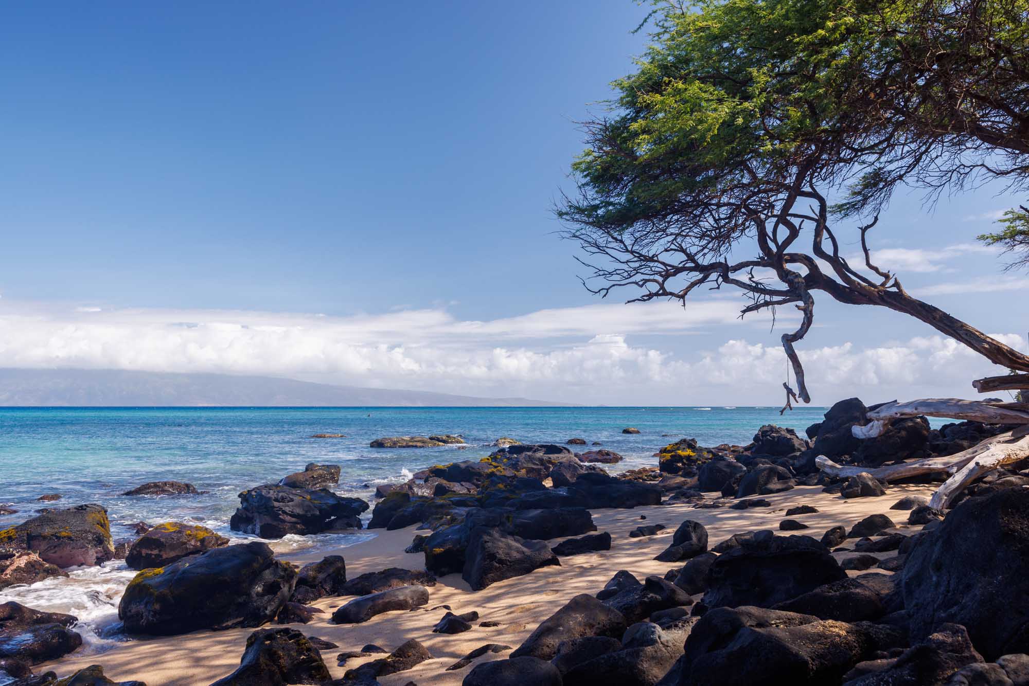 A picturesque Hawaiian beach scene featuring a distinctive gnarled driftwood tree with vibrant