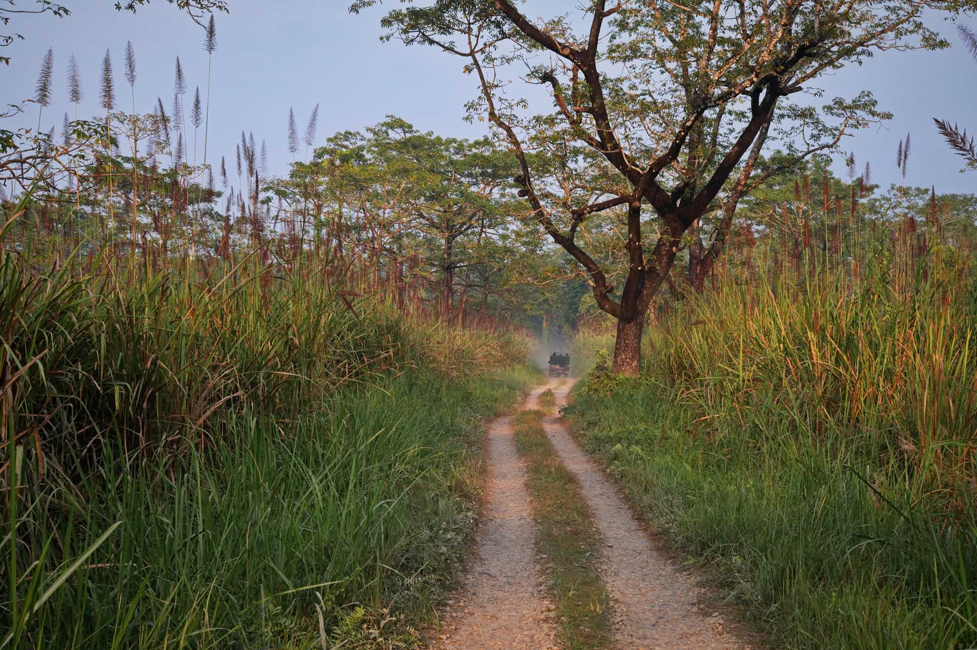 Jeep Safari Through Chitwan National Park Jungle A rugged dirt road stretches through the lush grasslands and dense jungle of Chitwan National Park