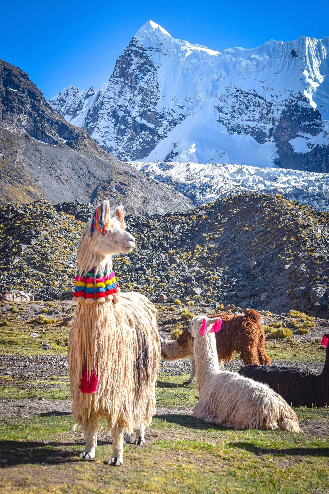 Llamas at Ausangate Mountain Base, Peru Decorated llamas grazing in a high-altitude alpine meadow with snow-capped peaks of the Cordillera