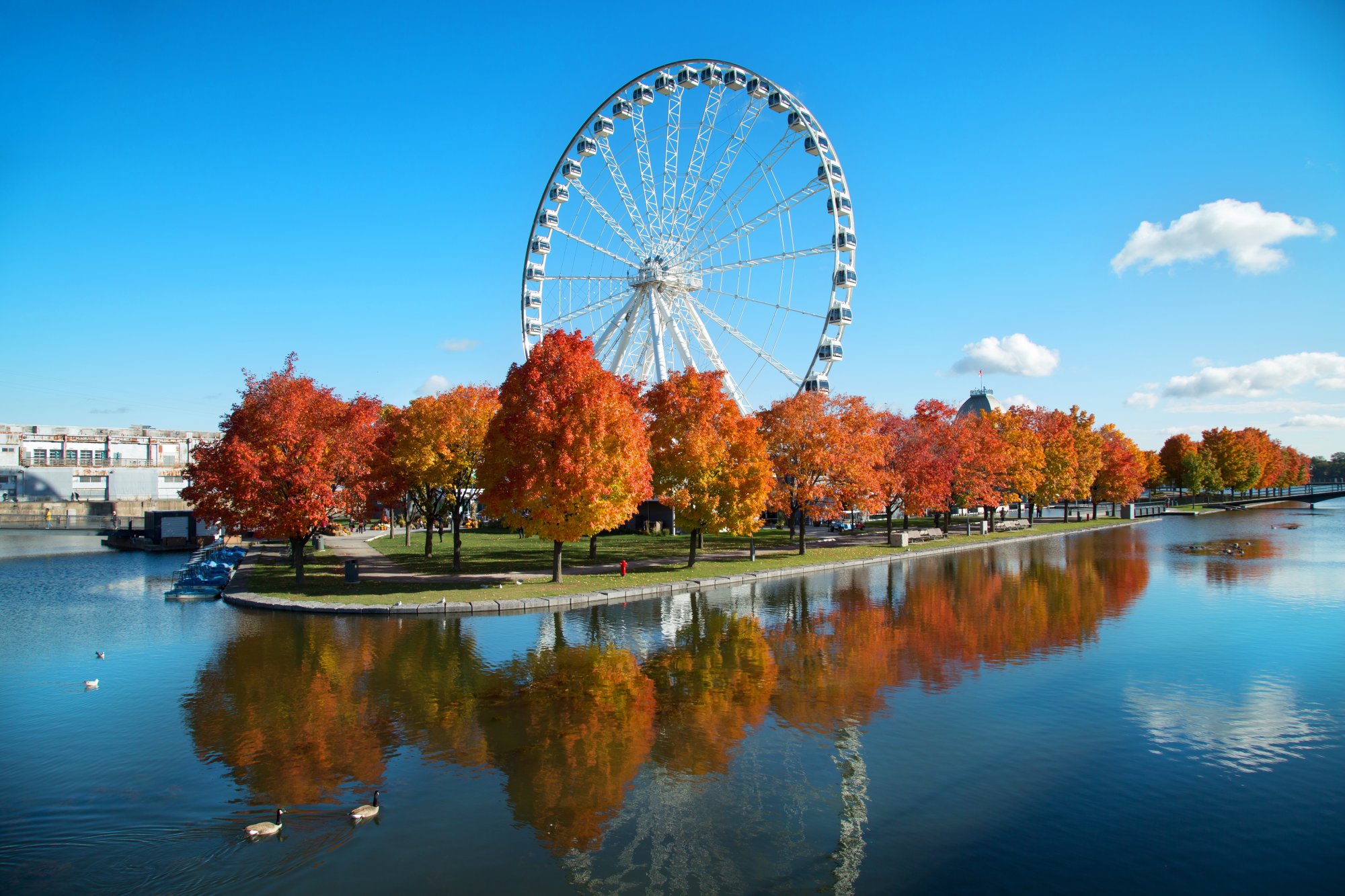 London Eye and Autumn Foliage by the Thames A picturesque autumn scene along the River Thames in London, featuring vibrant red and orange