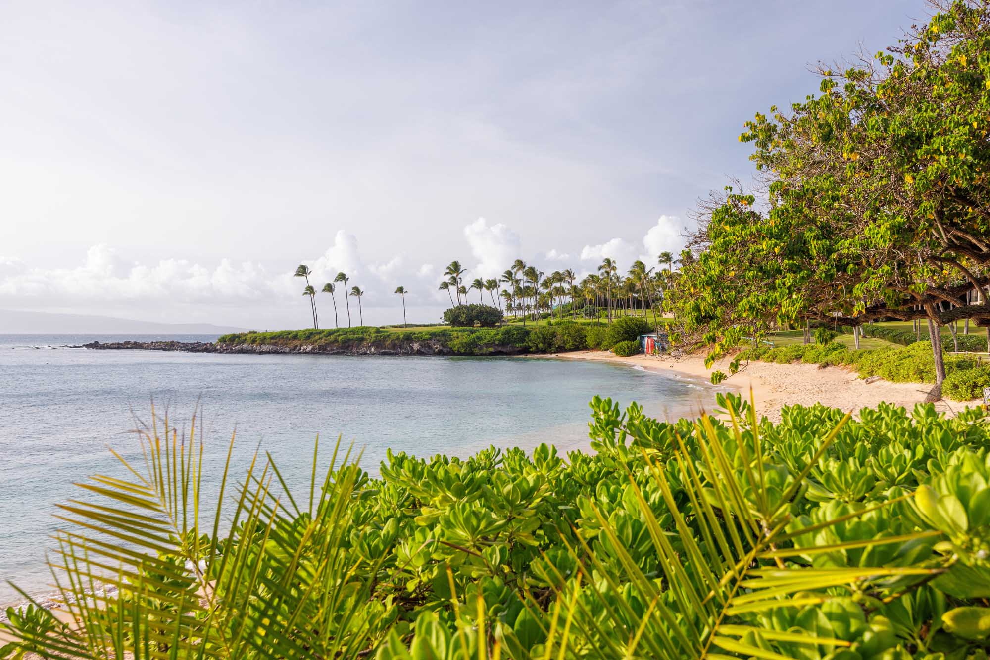 Maui Beach Cove with Tropical Vegetation A serene tropical beach cove on Maui, Hawaii, featuring turquoise waters, golden sand, lush green