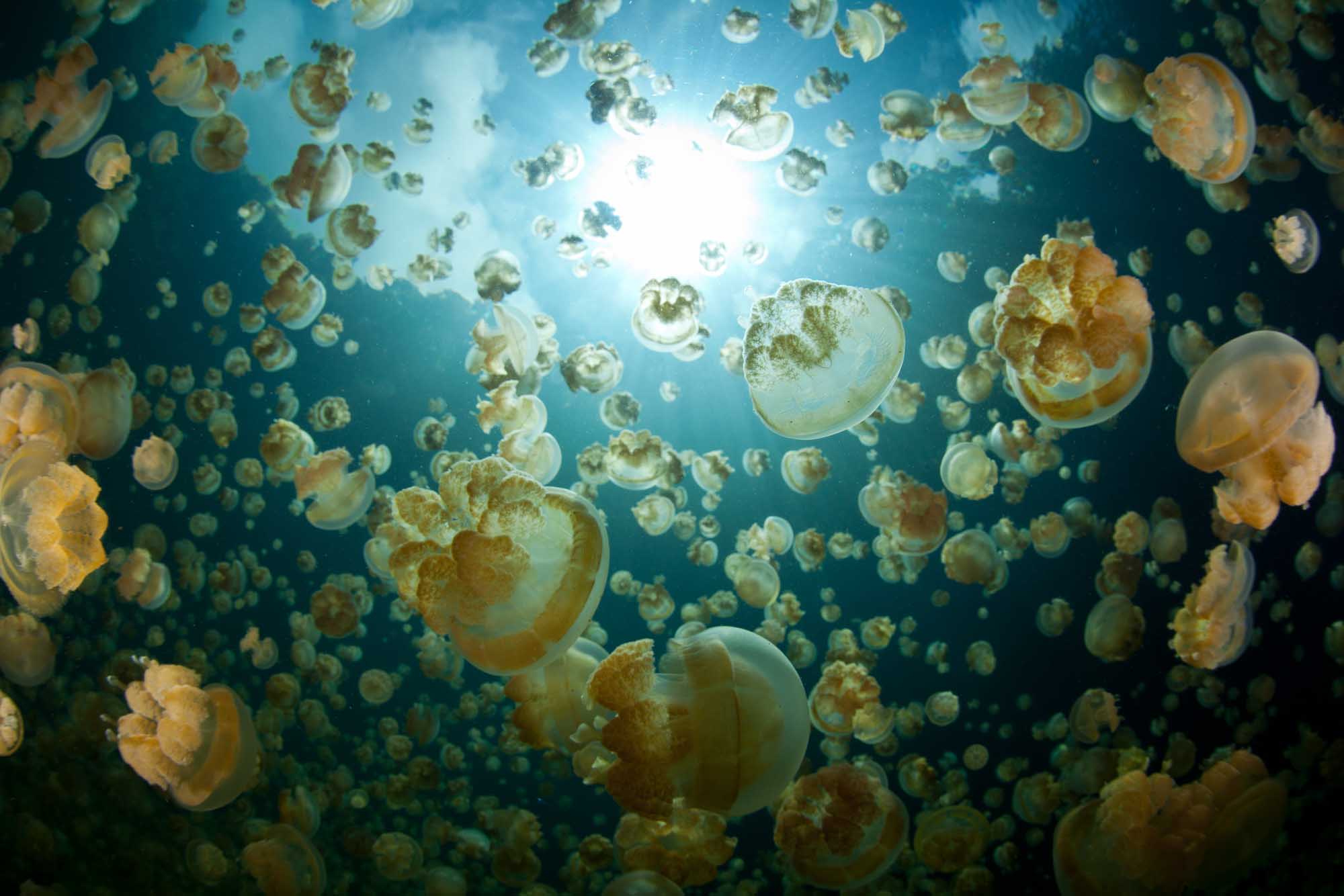 Millions of Jellyfish in Palau Marine Lake Thousands of golden jellyfish (Mastigias papua etpisonii) fill a marine lake in the Republic