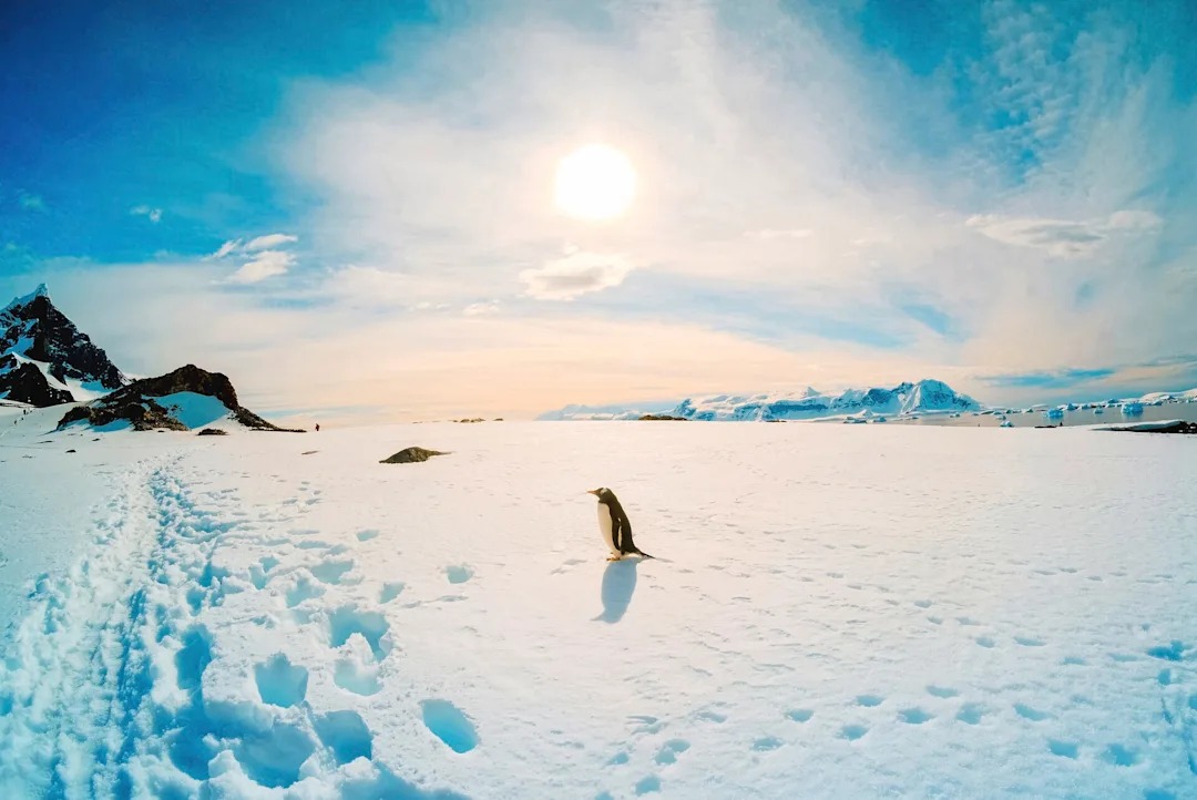 Penguin on Antarctic Ice Shelf A solitary penguin walks across a vast expanse of white ice and snow in Antarctica, with rocky