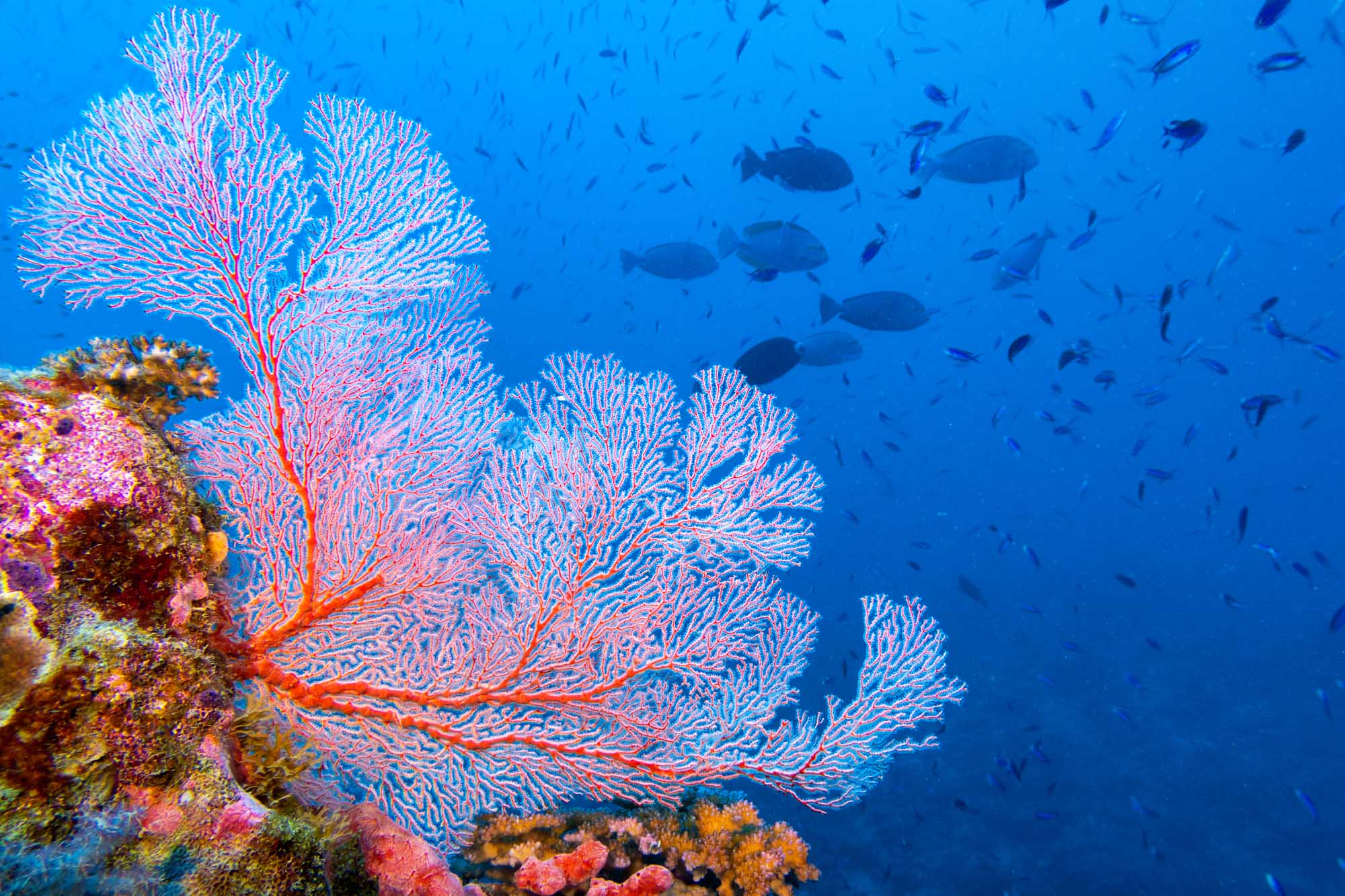 Pink Fan Coral with Fish in Tropical Reef A vibrant underwater scene showcasing a large pink and blue fan coral with delicate branching