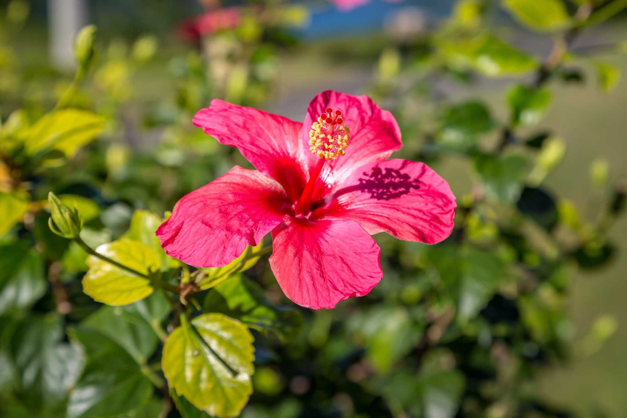 Pink Hibiscus Flower in Bermuda A vibrant pink hibiscus flower with delicate petals and a distinctive yellow stamen in full bloom