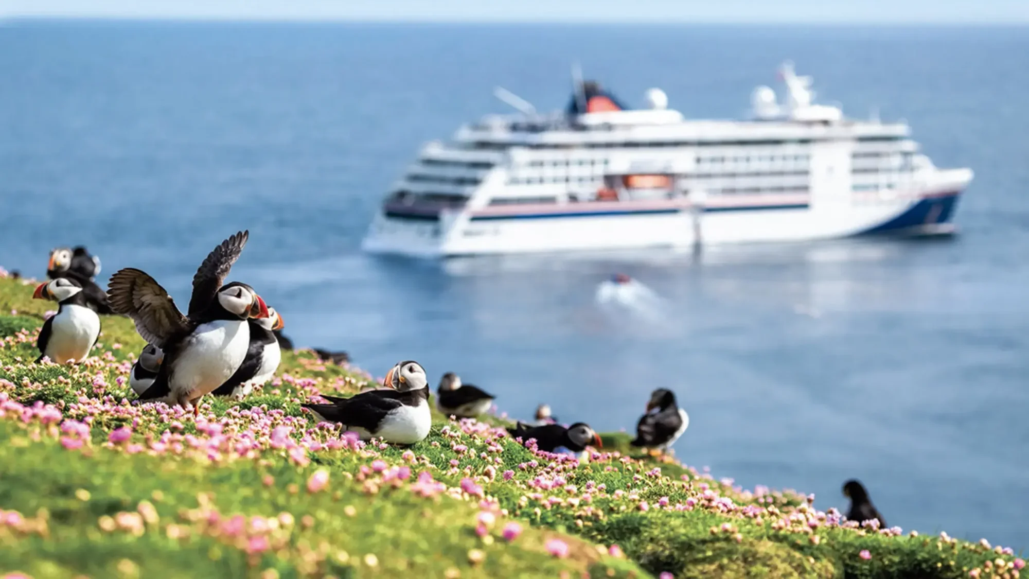 Puffins on Scottish Coastal Cliffs with Cruise Ship A scenic view of Atlantic puffins perched on a lush, flower-covered clifftop overlooking the sea