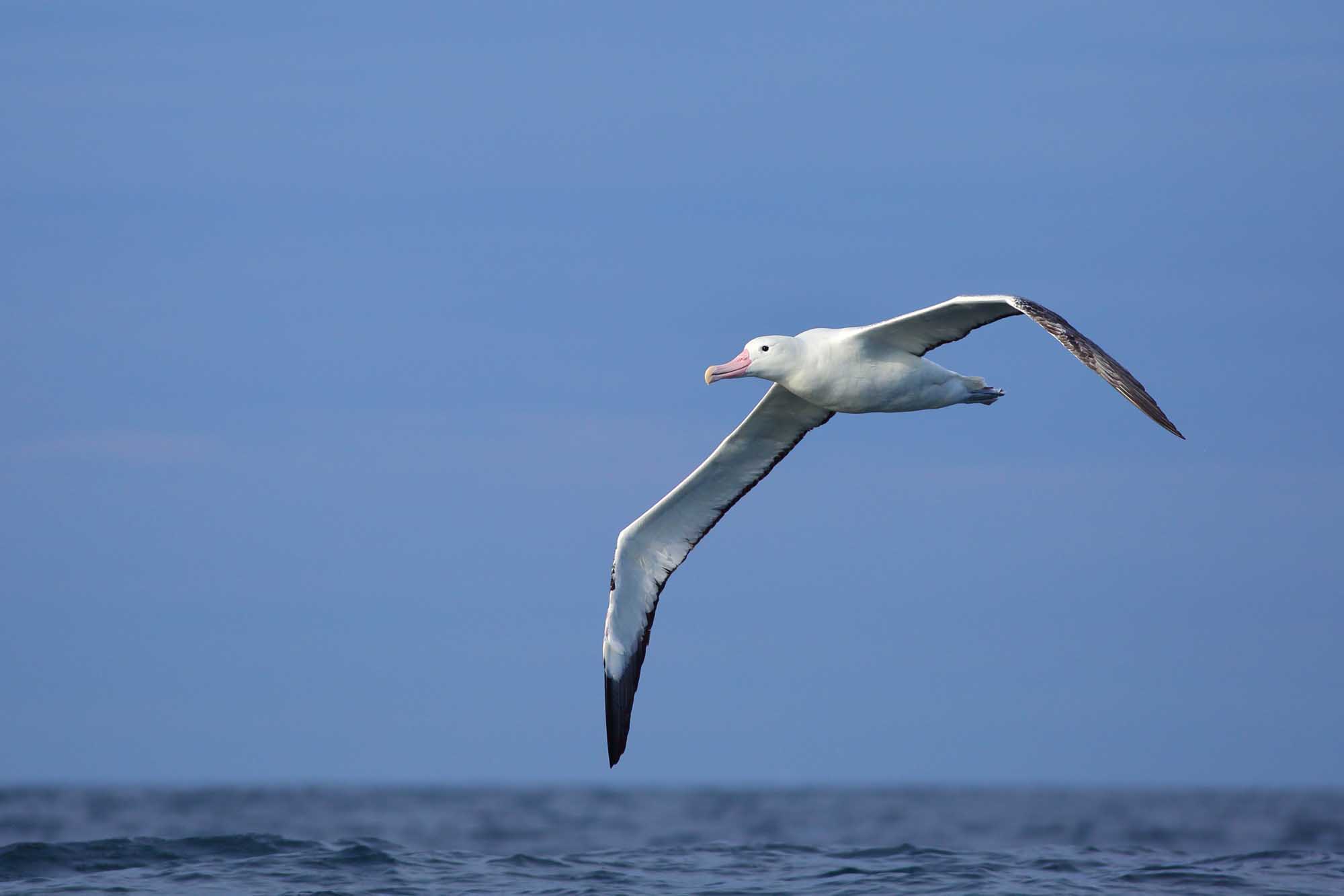 Royal Albatross in Flight Over Ocean A majestic Royal Albatross soars effortlessly over the open ocean with wings fully extended