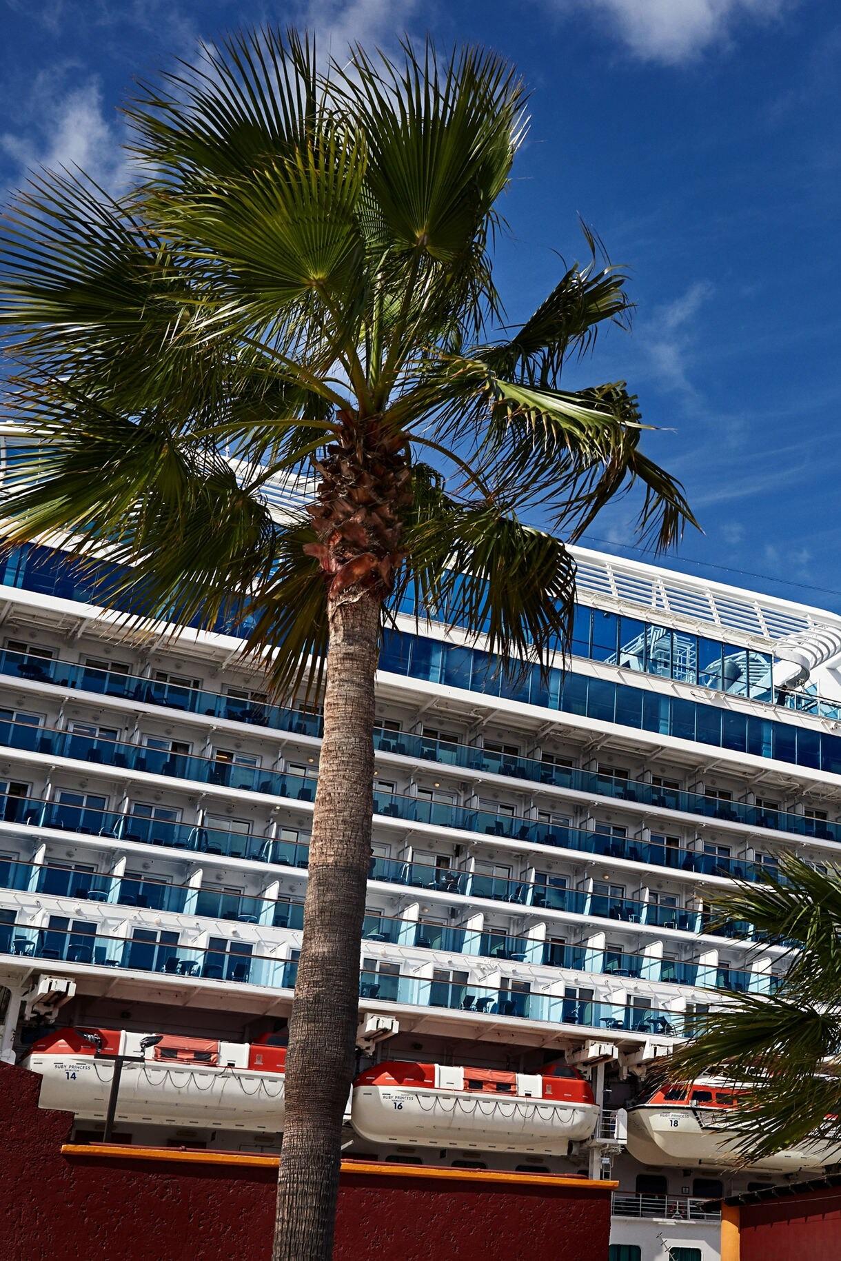 Ruby Princess Docked at Ensenada Port A large cruise ship docked at Ensenada pier with a tropical palm tree in the foreground and clear