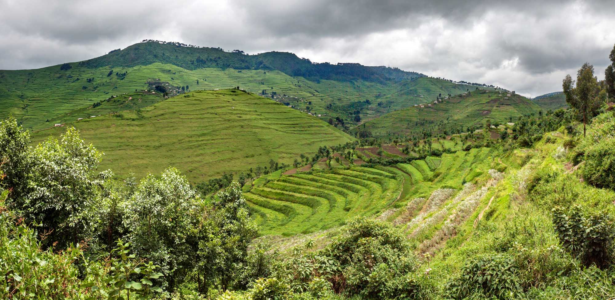 Rwanda Gishwati Forest Terraced Hillsides Lush green terraced hillsides in Rwanda's Gishwati forest area showcase newly constructed