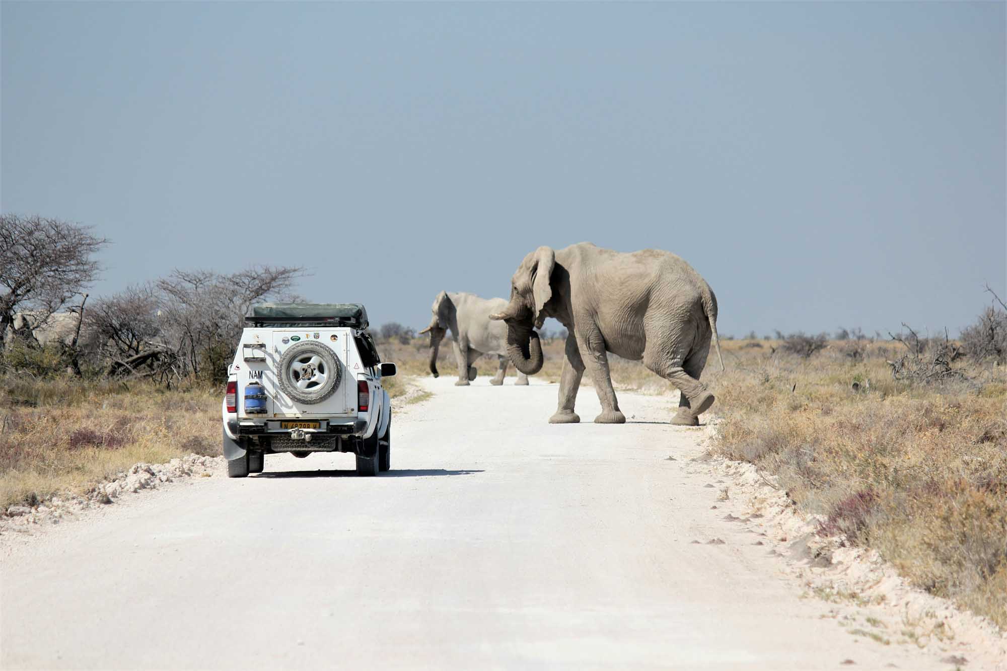 Safari Game Drive Encounter with African Elephants A white safari vehicle pauses on a dusty road in the African savanna as a herd of African elephants