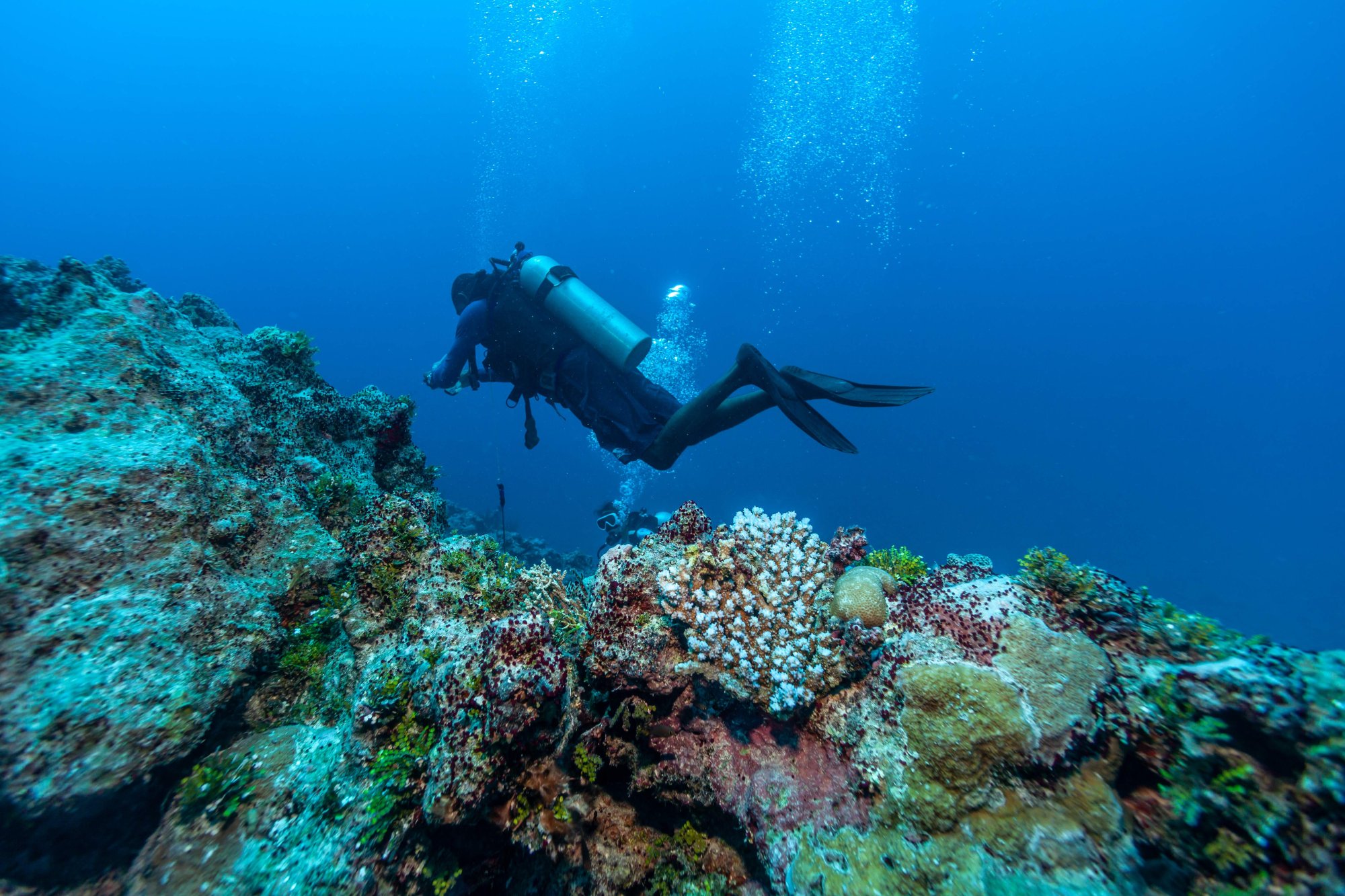 Scuba Diver Exploring Vibrant Coral Reef A scuba diver in full diving gear explores a colorful, biodiverse coral reef teeming with white