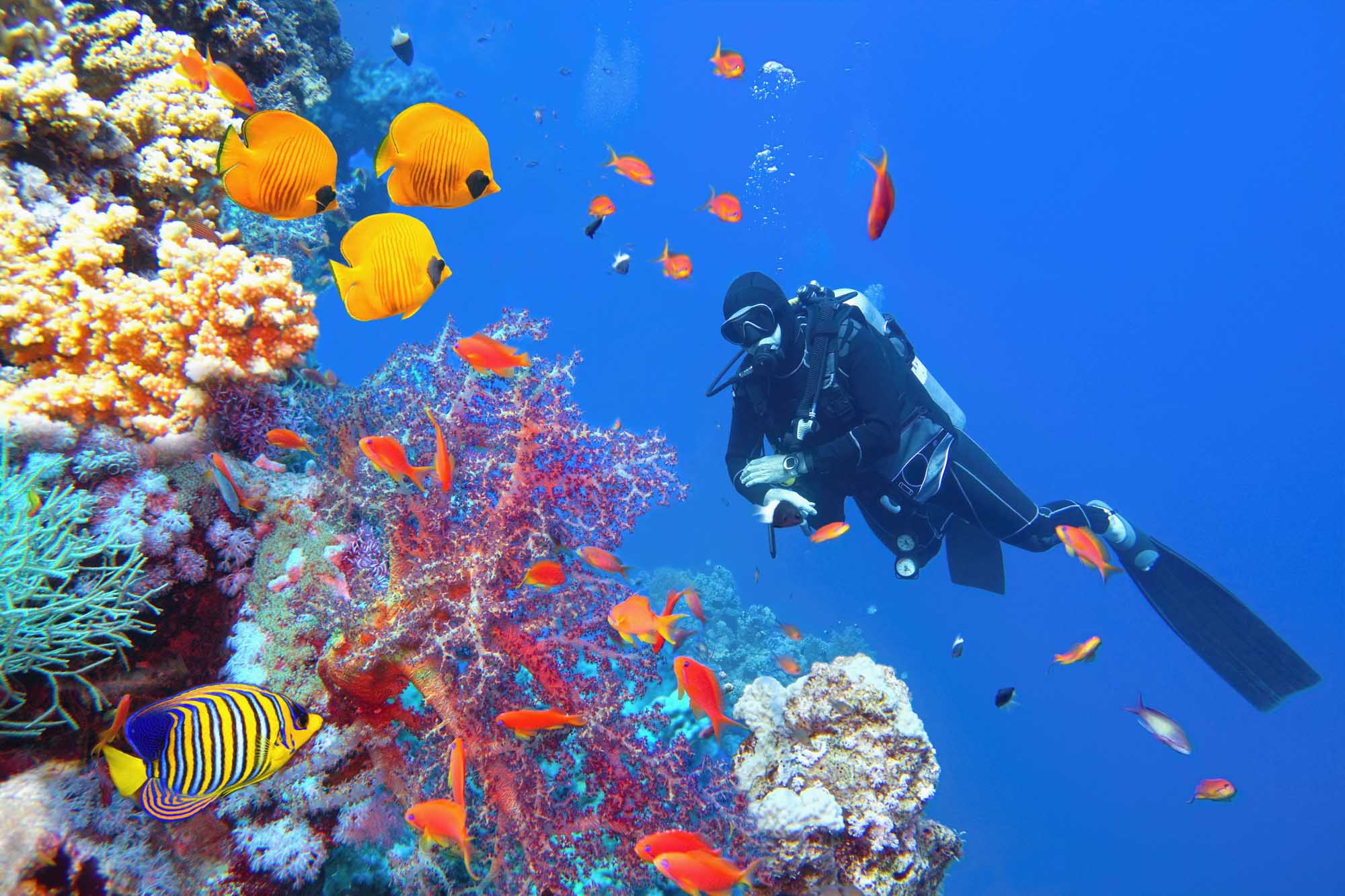 Scuba Diver Exploring Vibrant Coral Reef A scuba diver in full gear explores a spectacular coral reef teeming with colorful tropical fish