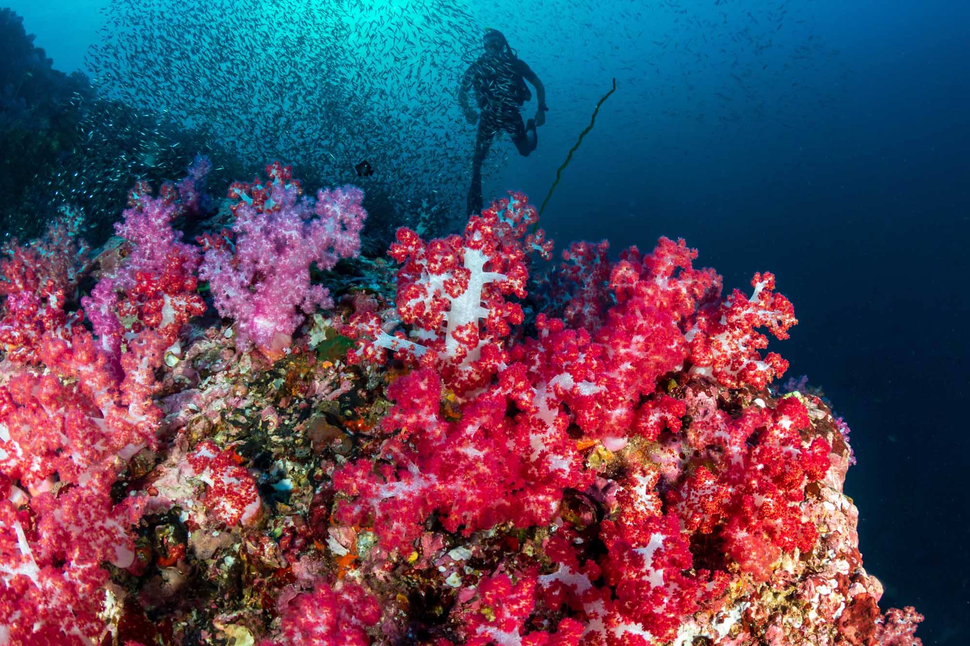 Scuba Divers Over Vibrant Coral Reef A scuba diver explores a spectacular tropical coral reef in the Mergui Archipelago, surrounded