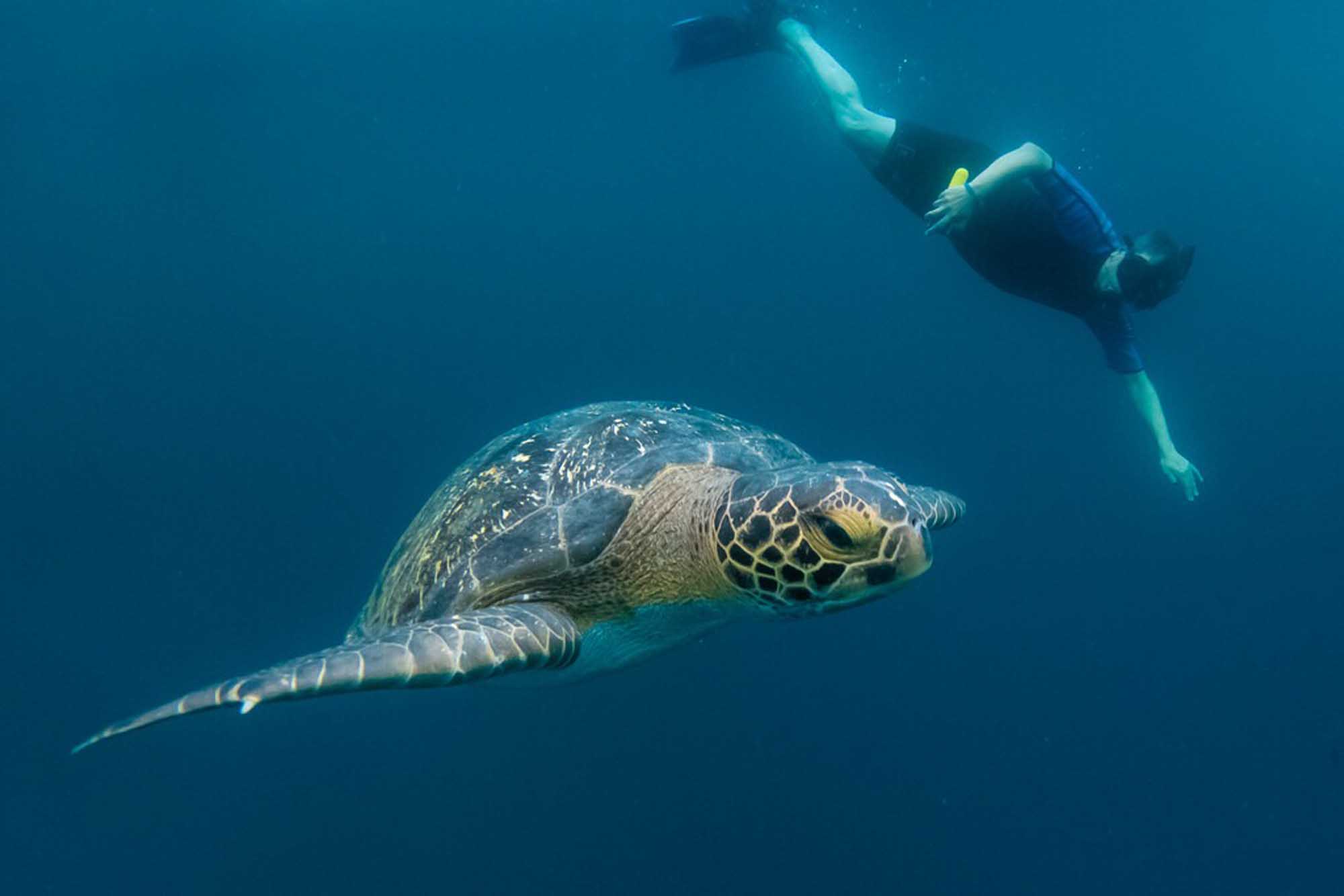 Sea Turtle Encounter with Snorkeler A green sea turtle glides gracefully through clear blue ocean waters while a snorkeler observes